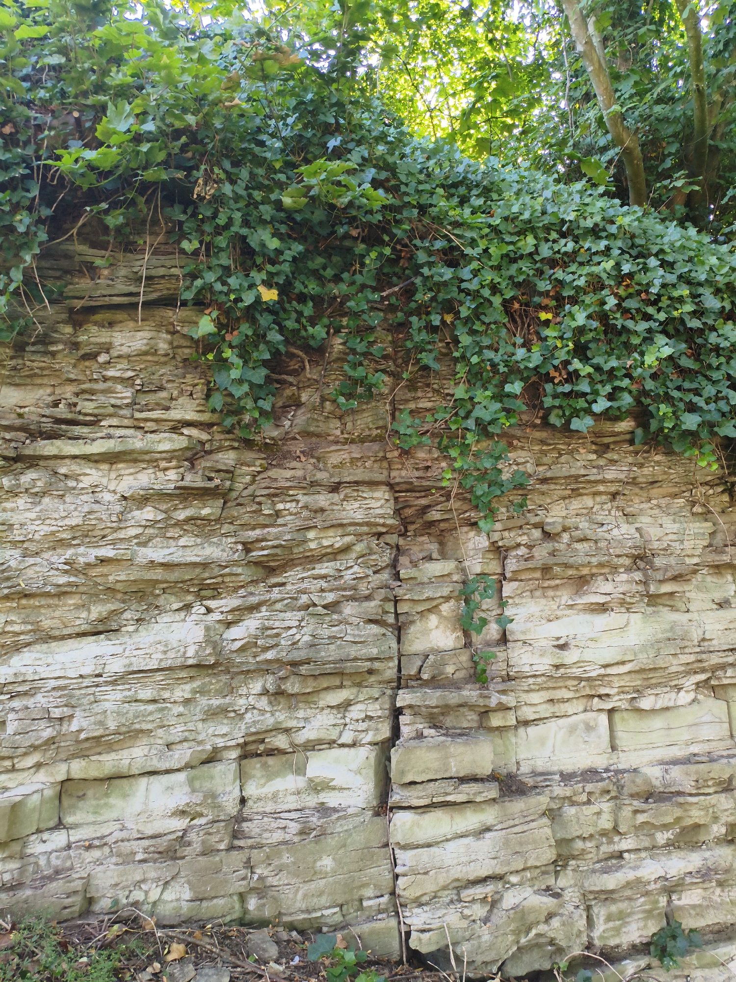 The image depicts a close-up view of a layered rock face covered in dense green ivy. The rock strata are clearly visible, exhibiting a light, sandy-colored hue with horizontal striations. Some of the layers appear broken or eroded, creating a rugged texture. The ivy cascades down from the top of the rock face, with some tendrils reaching further down the cliff. The foreground shows a small patch of ground with scattered dry leaves and some low-lying greenery. The lighting suggests it is daytime, with sunlight filtering through the foliage at the top. The scene appears to be a natural geological feature, possibly within a park or a less-developed area of Ludlow.