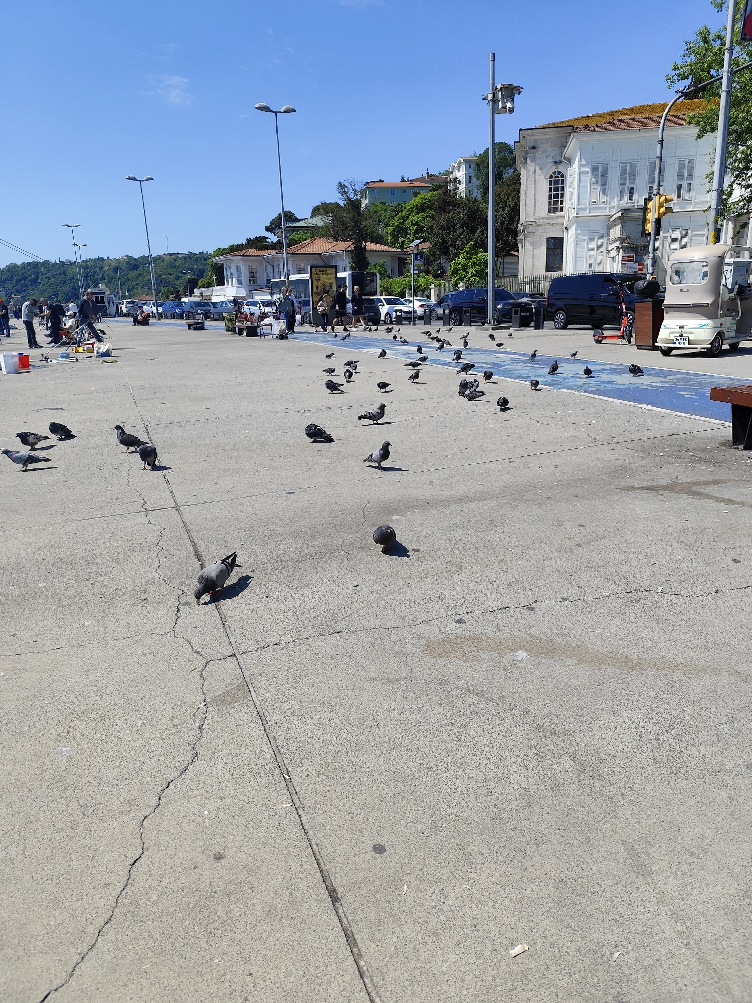 The image depicts a concrete plaza in Sarıyer, Turkey, teeming with pigeons. The plaza, characterized by cracks and stains, fronts a street lined with parked cars, trees, and buildings. People stand near makeshift stalls and vehicles, some appearing to be fishing or selling goods. The sky is clear and blue. A small electric vehicle is parked nearby. A row of light poles lines the street.