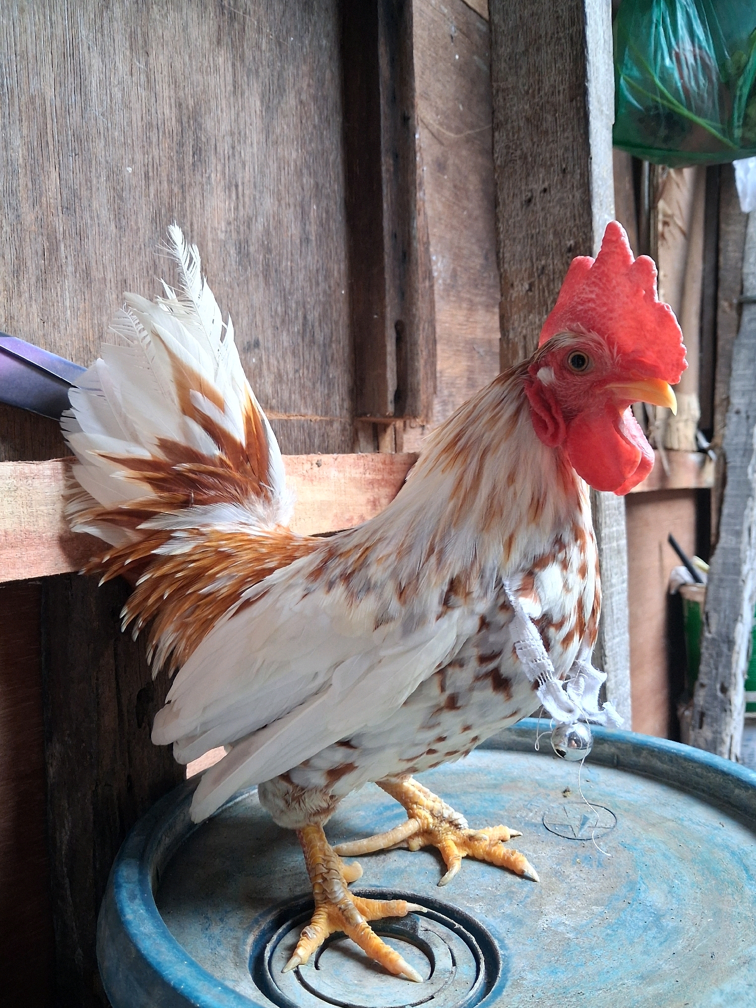 A rooster stands on a blue barrel in what appears to be a rustic, outdoor setting. The rooster has white and brown speckled plumage and a bright red comb and wattle. It is wearing a small, white band around its leg with a tiny silver bell attached by a string. The background consists of weathered wooden planks, suggesting a shed or simple structure. In the upper right corner, a green plastic bag is visible, possibly containing produce. The scene is captured in natural light. The image's details, such as the weathered wood and the blue barrel, are common in many urban and rural environments within North Jakarta, Indonesia, particularly in areas with traditional housing or small-scale agricultural practices.