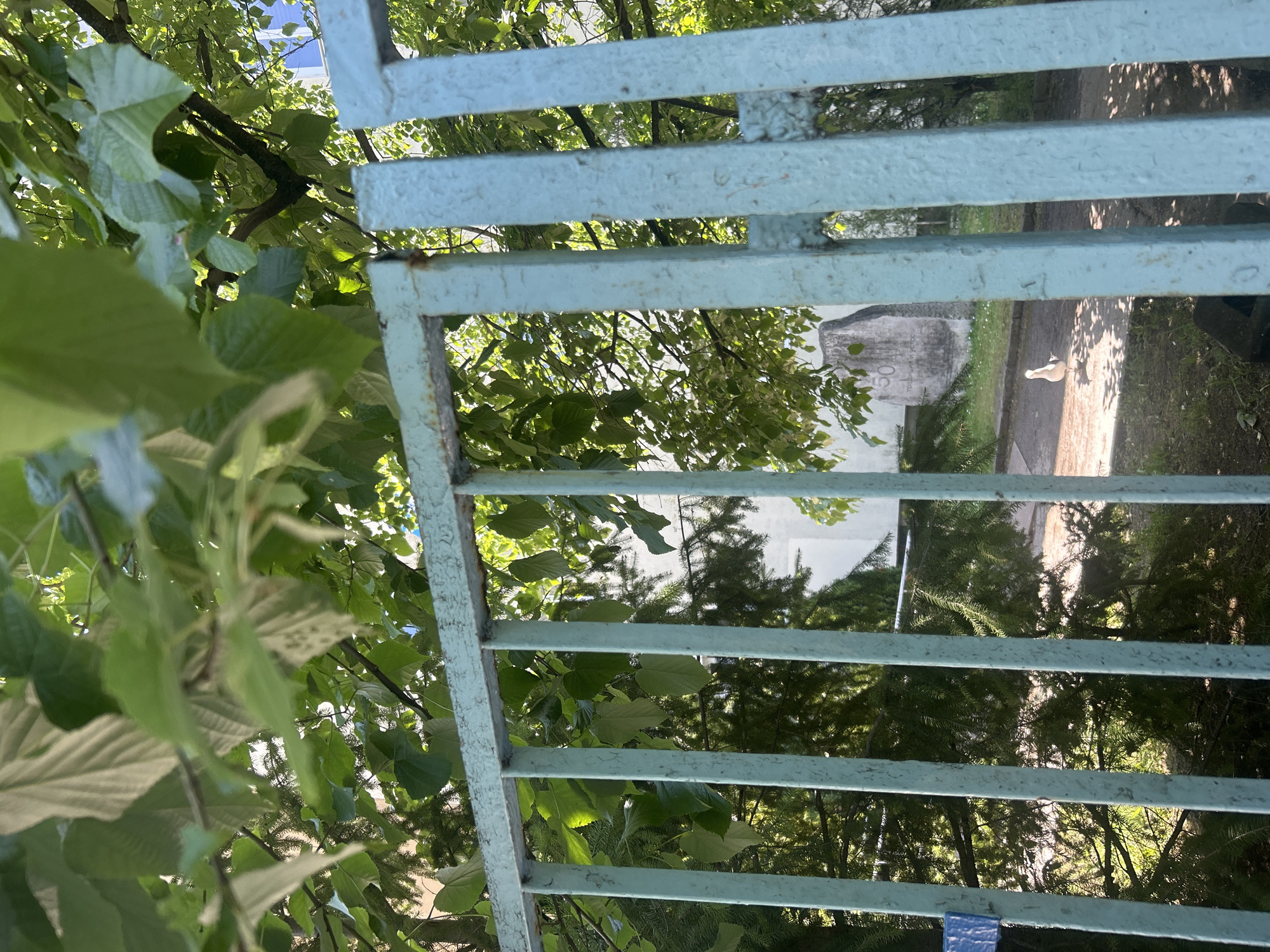 The image presents a view through a pale blue metal fence, likely in a park or garden setting. Lush green foliage, including branches and leaves of trees, dominates the foreground on the left side, partially obscuring the fence. Through the gaps in the fence, a sunlit path is visible, with a concrete monument on the left and a white bird, possibly a pigeon, walking along the path. The environment suggests an urban green space. The city and state are Unknown.