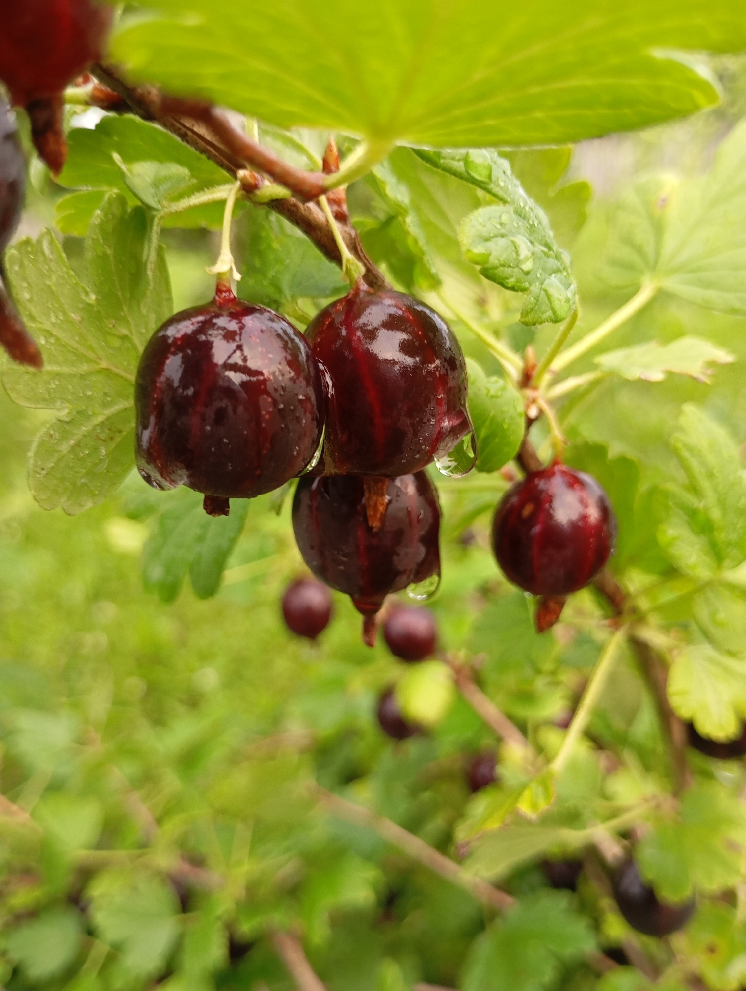 A close-up, vertical, eye-level shot captures a cluster of dark red gooseberries hanging from a branch, glistening with water droplets. The gooseberries are deep crimson with subtle vertical stripes and appear plump and ripe. The background is a soft blur of green foliage, suggesting a natural outdoor setting. The overall impression is one of freshness and the abundance of nature, with the image likely taken in a garden or natural area within or near the city of Fokino, Russia.