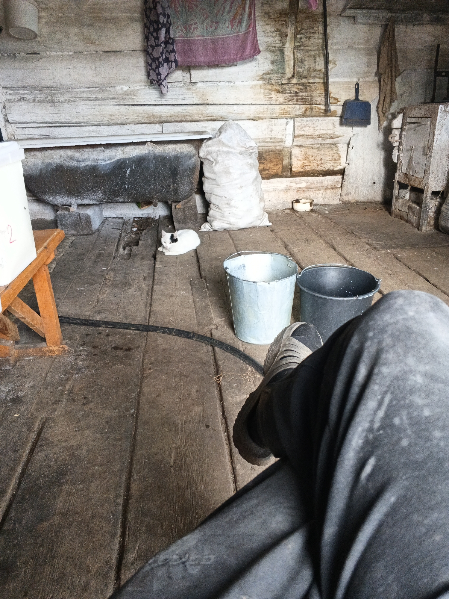 The image depicts the interior of what appears to be a rural outbuilding or shed, possibly in or near Uvat, Russia. The floor is made of rough wooden planks, showing signs of wear and dirt. In the foreground, a person's legs, clad in dark pants and gray shoes, are visible, suggesting the viewpoint is from someone seated or resting.
The room contains several objects. A white cat with black markings is lying on the floor near a large, rough-hewn stone trough. To the right of the cat are two buckets: one light blue and metal, the other black and plastic. A large sack of white material, possibly grain or feed, stands upright in the middle ground. The walls are constructed of weathered, horizontal wooden planks. Various items are hung on the wall, including a patterned cloth or towel, a dustpan, and another piece of fabric. In the background, there is a rustic, metal stove or oven-like structure. The overall impression is one of a utilitarian, somewhat unkempt, working space.