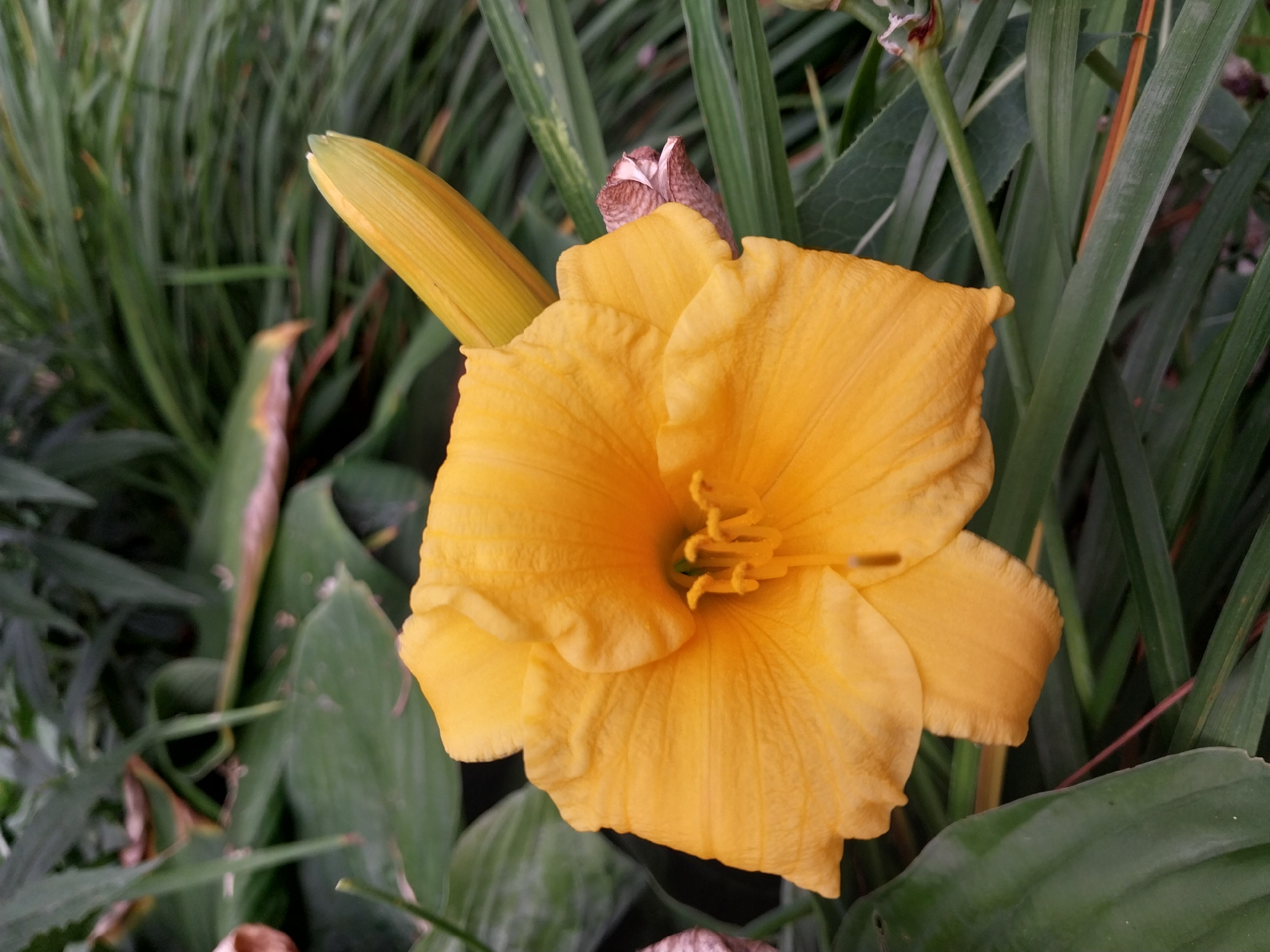 A close-up, overhead shot captures a vibrant yellow daylily in bloom, its delicate petals unfurling against a backdrop of lush green foliage. The flower's center reveals its stamens and pistil, glistening with dew. To the right, a tightly closed bud points upwards, hinting at future blooms. The surrounding leaves are a mix of broad and slender, creating a layered texture. The image was taken in the city of Doslidne, Ukraine.