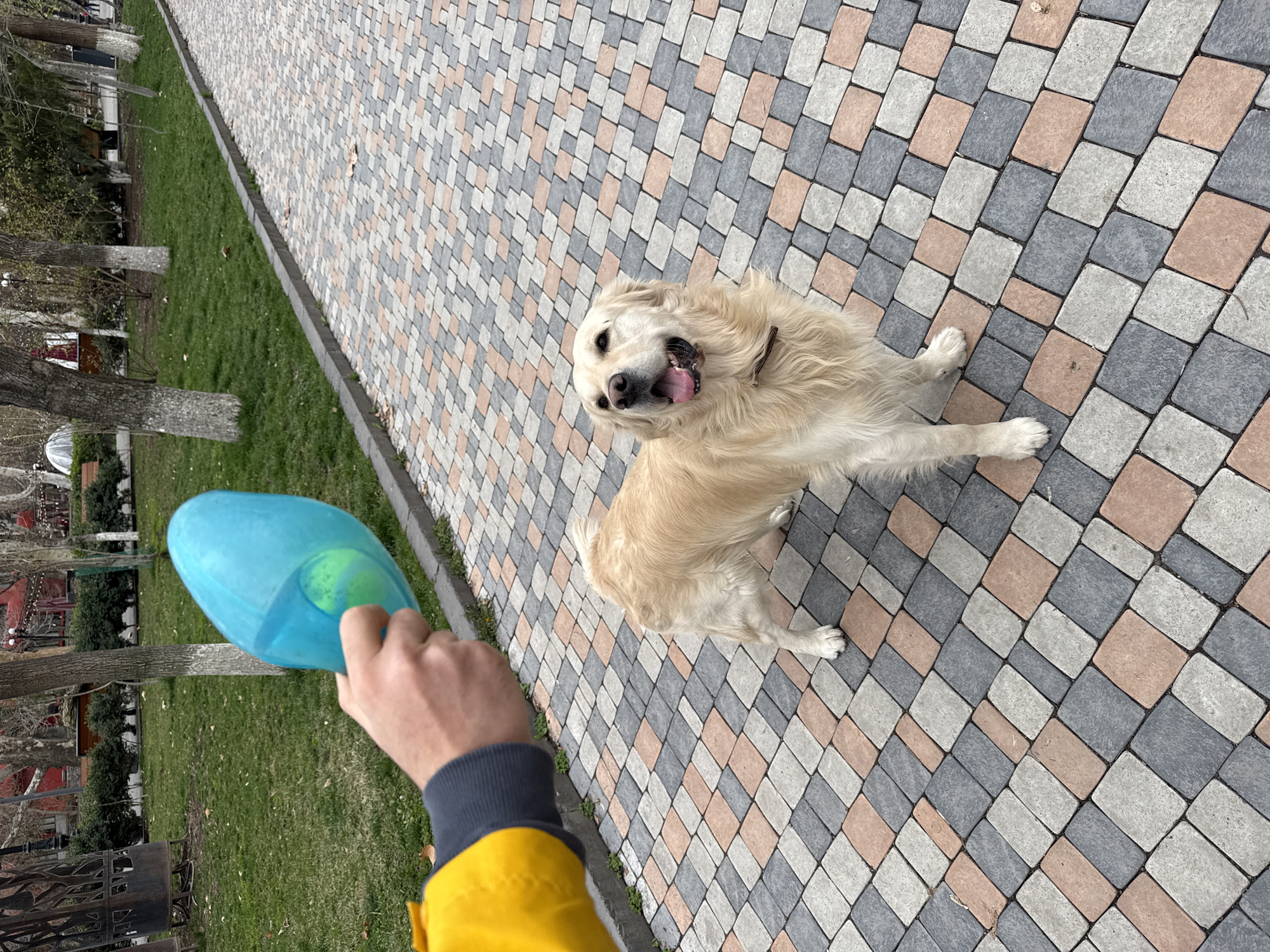 A golden retriever dog stands on a paved walkway, looking up and to the left at a person holding a blue plastic ball launcher. The walkway is made of interlocking rectangular pavers in alternating shades of gray, tan, and white, arranged in a diagonal pattern. To the left of the walkway is a strip of green grass. The person holding the launcher wears a yellow jacket with a gray or blue sleeve. Trees and glimpses of buildings are visible in the background. The photo was taken in Yerevan, Armenia.