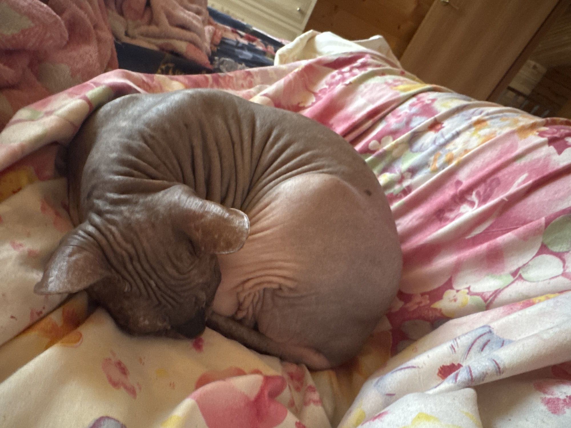 A hairless dog is curled up on a bed with a floral comforter. The dog is a pale gray and has visible wrinkles. The comforter has a pattern of pink, yellow, and blue flowers. The background is out of focus but appears to be a room with wooden walls. The lighting suggests it is daytime. The image was taken indoors.