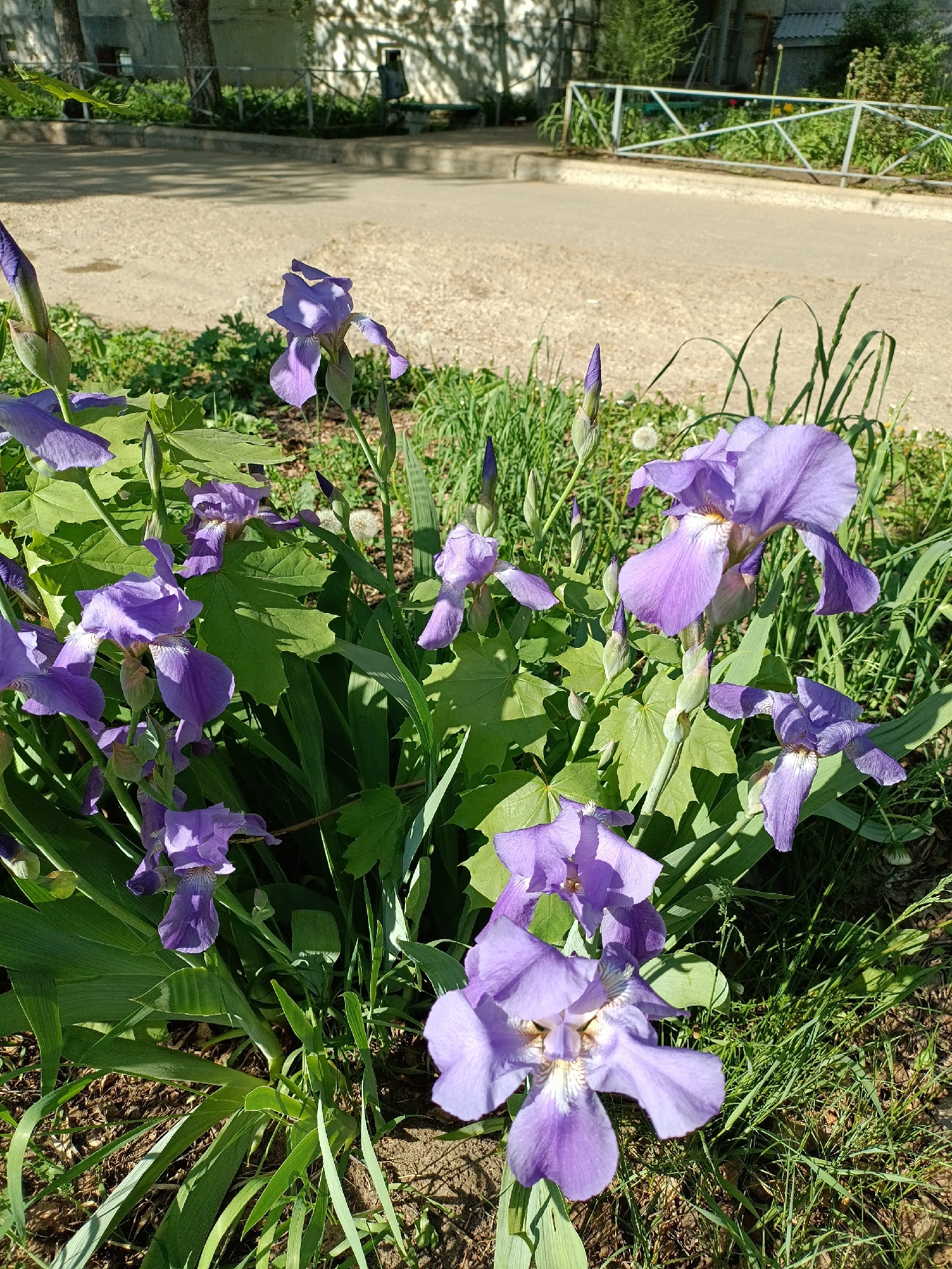 The image shows a cluster of purple irises growing in a grassy area. Behind the flowers is a concrete path or road. In the background, there is a building with trees, a metal fence and a trash can. The scene appears to be in an urban setting in the city of Chaikovsky, Russia.