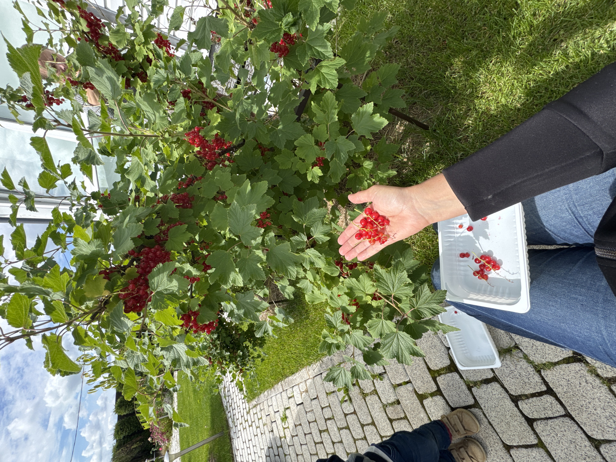In Oliki, Russia, under a cloudy sky, a person in blue jeans and a black jacket is picking red currants from a bush. Their left hand, holding a cluster of ripe red currants, is extended towards the viewer. Two white plastic containers are placed on a paved walkway next to a green lawn. One container, partially filled with red currants, is closer to the person. To the left of the walkway, a child wearing blue pants and tan shoes is partially visible. The red currant bush is leafy and laden with bright red berries. The background features a hedge, more greenery, and parts of a building.