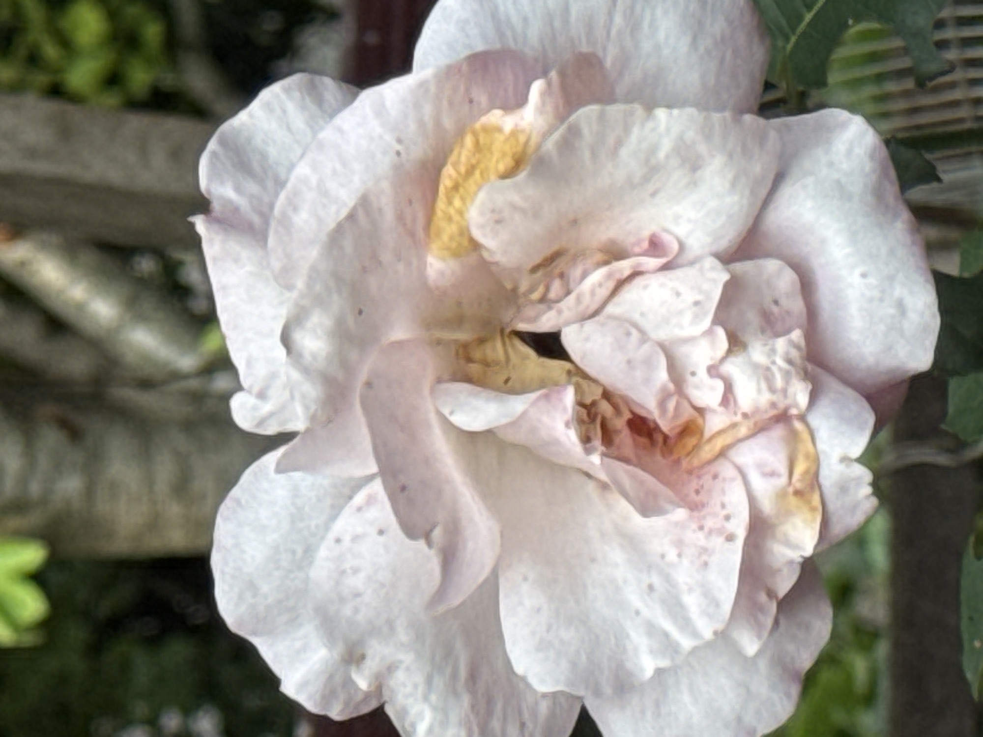 A close-up, slightly blurry photograph captures a pale pink rose in bloom. The rose is the central subject, with its delicate petals unfurling, revealing hints of yellow and pink within its center. Some petals show slight browning or spotting, suggesting the flower is in its later stages of bloom. The background is softly out of focus, with muted greens and grays indicating foliage and possibly a fence or structure. There are no people visible in the image, and no text is present. The lighting appears to be natural, suggesting daytime, but the lack of strong shadows or highlights makes it difficult to determine the exact time of day or weather conditions. The overall impression is one of natural beauty and a slightly melancholic, ephemeral quality due to the condition of the rose. The location context of Sokhumi, Abkhazia, suggests a potentially mild climate conducive to rose cultivation.