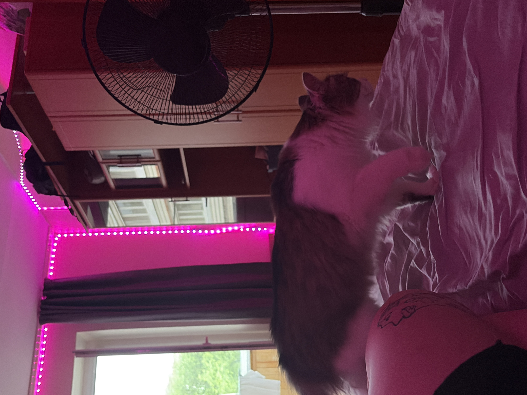 A photo taken indoors shows a fluffy cat standing on its hind legs, reaching towards rumpled bedding. A black fan hangs from the ceiling. The scene is lit by pink LED strip lights lining the top of the wall, above a window with a view of trees. The image is taken from a low angle. The scene may be in Chaikovsky, Russia. A person's leg and lower torso are visible in the lower right of the image.