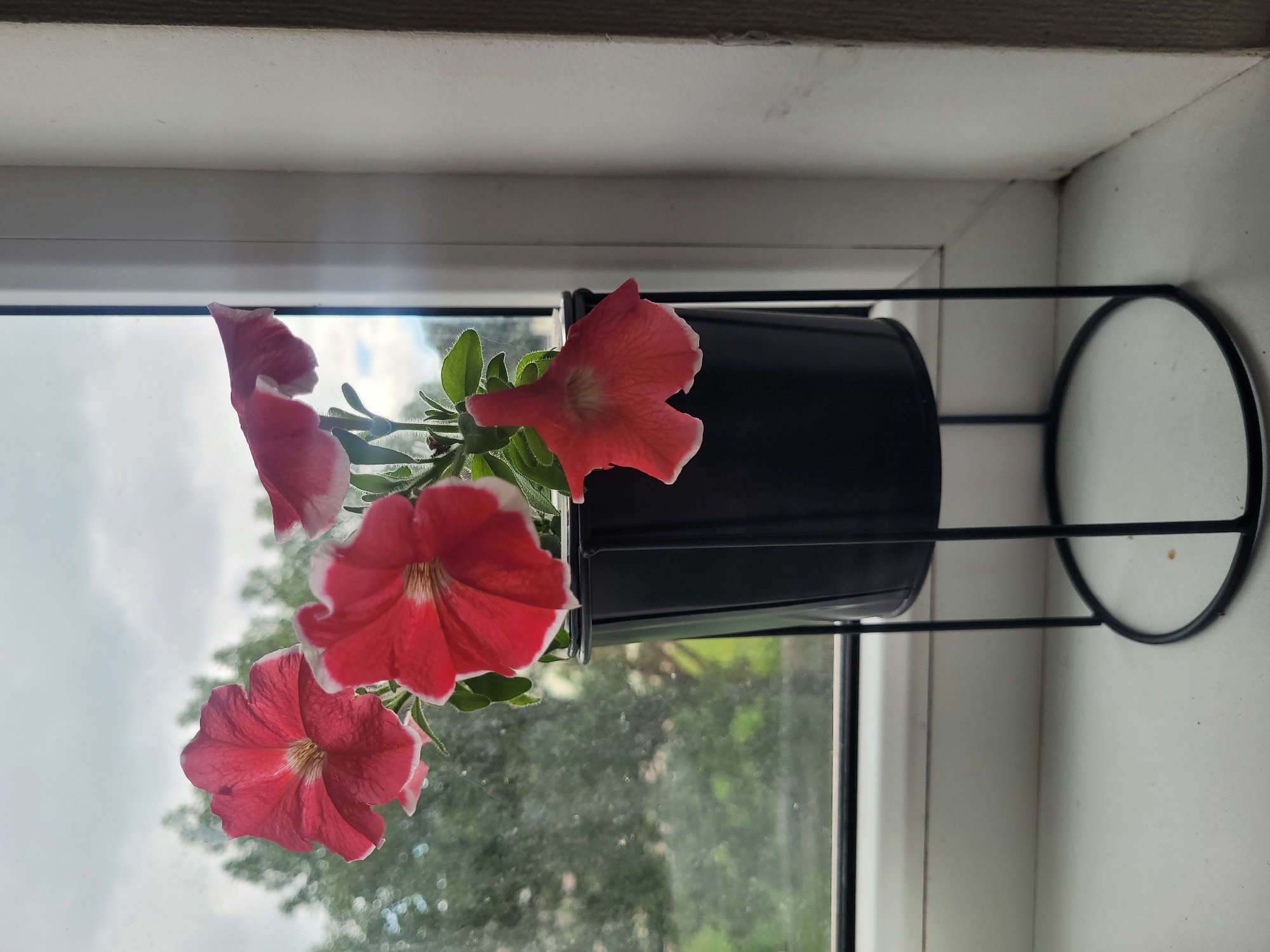 A close-up, eye-level, vertical shot captures a potted plant with red and white petunias on a white windowsill. The planter is black and sits on a black metal stand with a circular base. The flowers are in focus, with their petals slightly curled and delicate white edges. In the background, through a window, lush green trees are visible against a cloudy sky. The right side of the image shows a portion of a white wall with a textured finish. The scene suggests an indoor setting by a window, likely in a residential area of Jūrmala, Latvia, given the natural light and greenery outside. No people or animals are present.