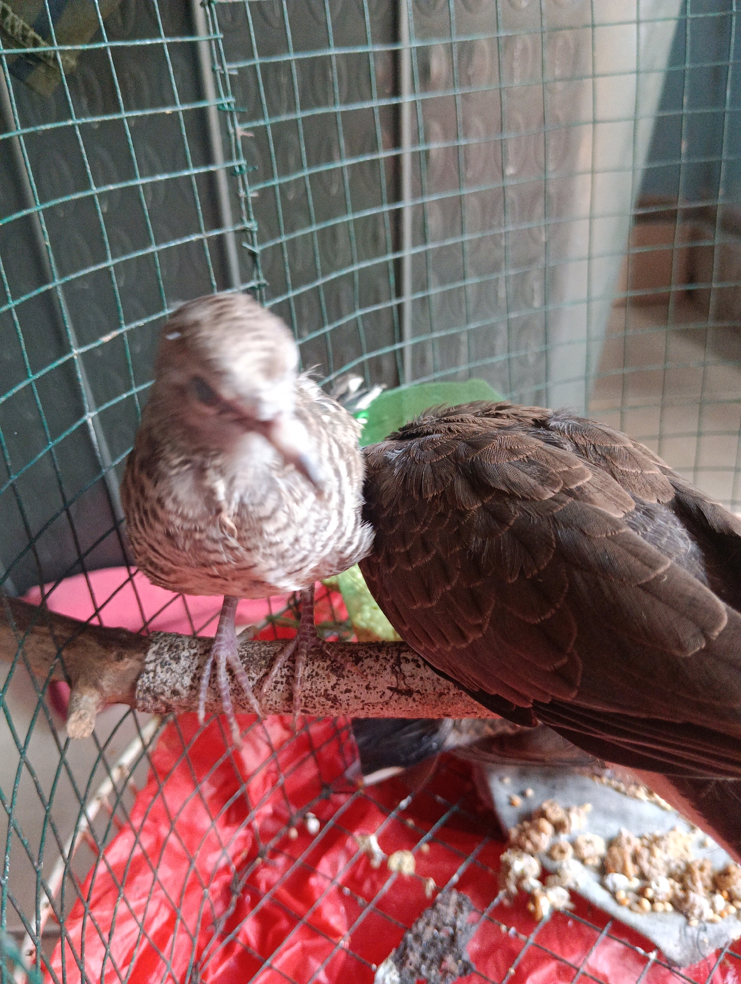 The image depicts two birds inside a cage. One bird, on the left, is facing the camera and appears to be a juvenile with striped brown and white plumage. It is perched on a wooden branch. The other bird, on the right, is larger and darker brown, facing away from the camera. Its feathers are clearly visible. The cage has green mesh. Below the branch, a red plastic sheet is visible, and scattered birdseed is present on the cage floor. The background is blurred and appears to be the interior of a building. The scene is set in a cage, suggesting a domestic environment, potentially in a city like Pematang Jaya, Indonesia, where small birdcages are common for pet birds or for temporary holding. There are no people or human interactions depicted.