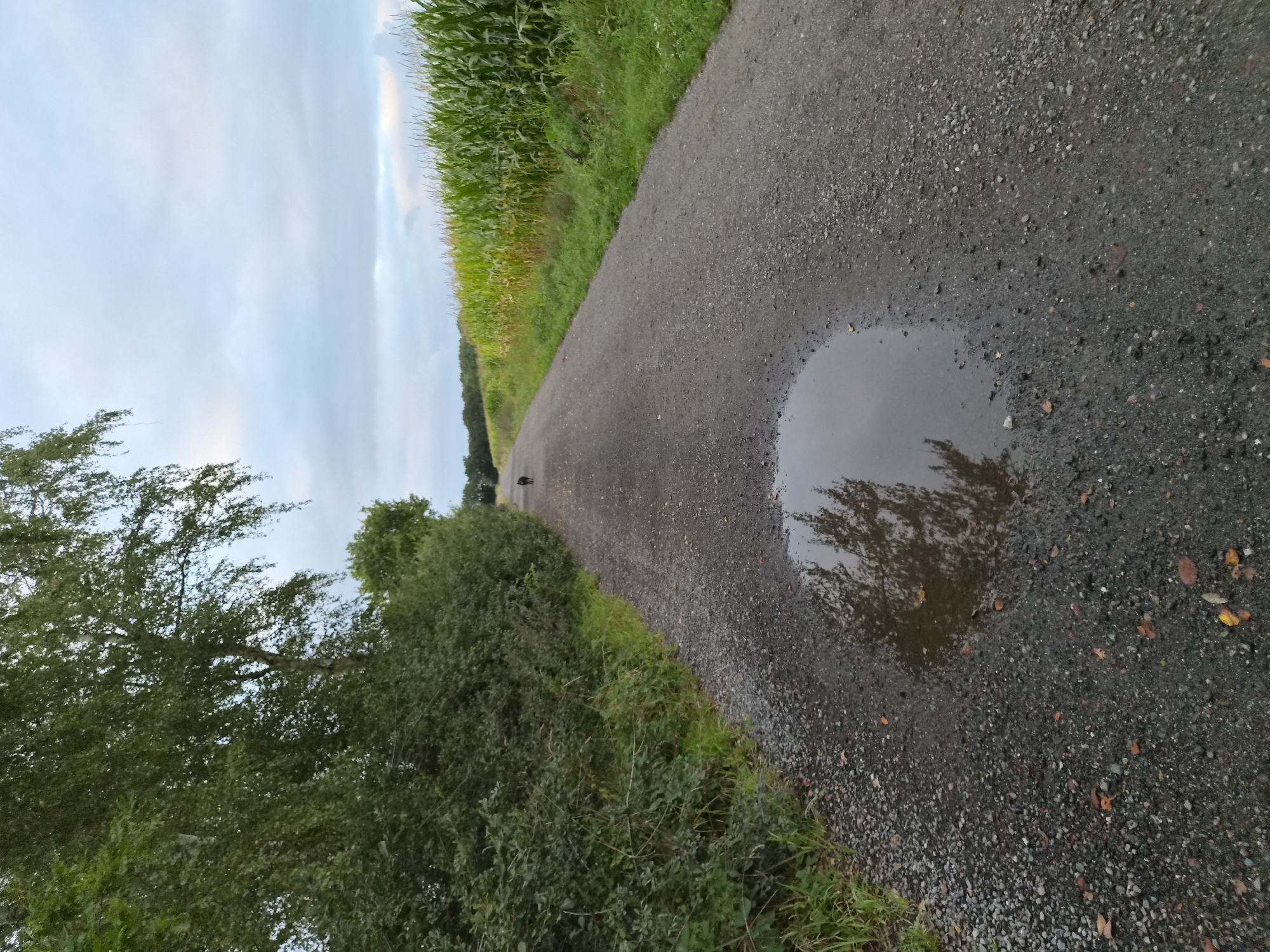 A wide, grey gravel path runs through a rural landscape in Schiffdorf, Germany. The path is flanked on the left by dense green bushes and trees, and on the right by a field of tall, green corn. In the foreground, a large puddle reflects the overcast sky and the surrounding trees. In the distance, a dark-colored dog is visible on the path. The sky is cloudy with patches of lighter sky visible. The overall scene suggests a natural, undeveloped environment.