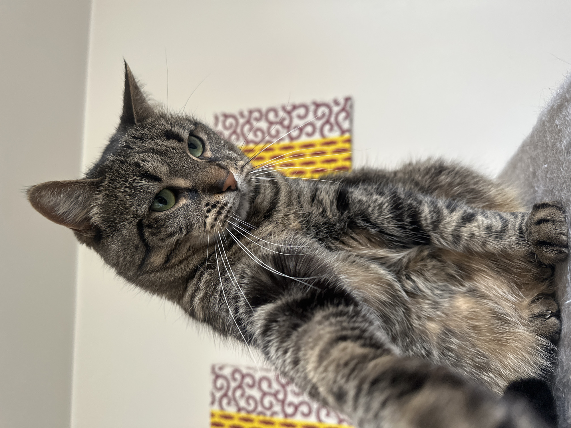 A medium-sized tabby cat with green eyes and a grey and brown patterned coat is the central subject, looking directly at the viewer. The cat is positioned at an angle, giving a "from above" perspective. It's lying on a grey surface, likely part of a cat tree. The background features a white wall with a patterned design in red, yellow, and brown. The scene appears to be indoors. There is no visible information to associate the scene with Châtenay-Malabry, France.