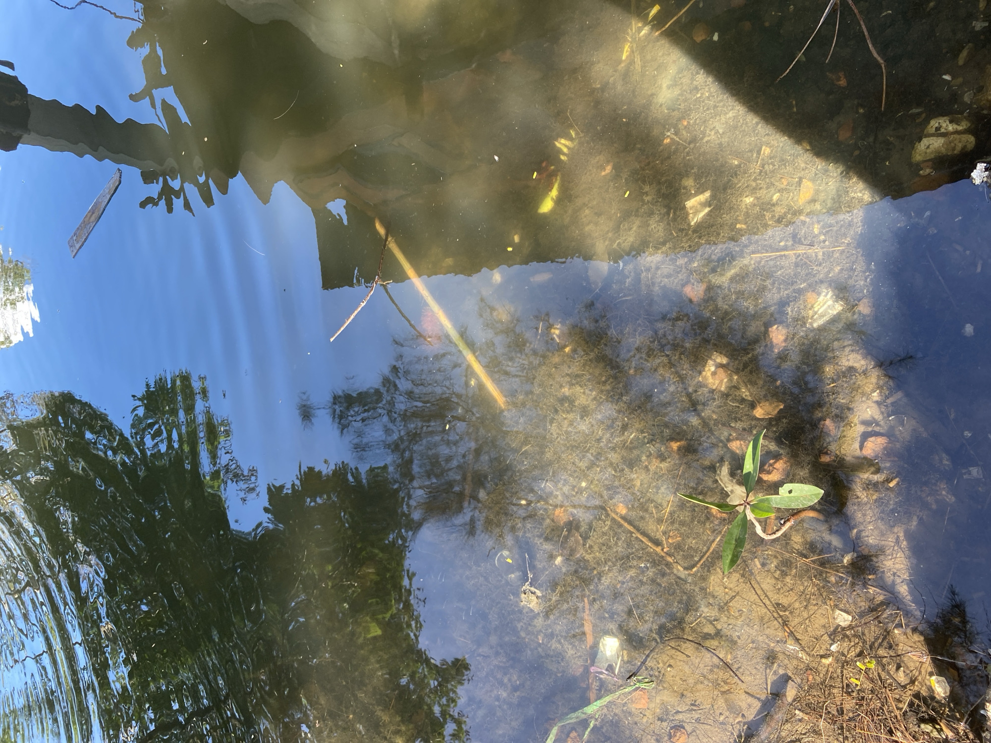The image captures a shallow, murky body of water, likely a pond or canal, with visible debris on the bottom. A small green plant with several leaves is growing from the sandy bottom. Reflections of trees and the sky are visible on the water's surface, creating a rippled pattern. A piece of wood floats near the upper right corner of the image, and a shadow falls across the water from an unseen structure on the right. The environment suggests an outdoor, natural or semi-natural setting within Aneuk Paya, Indonesia.