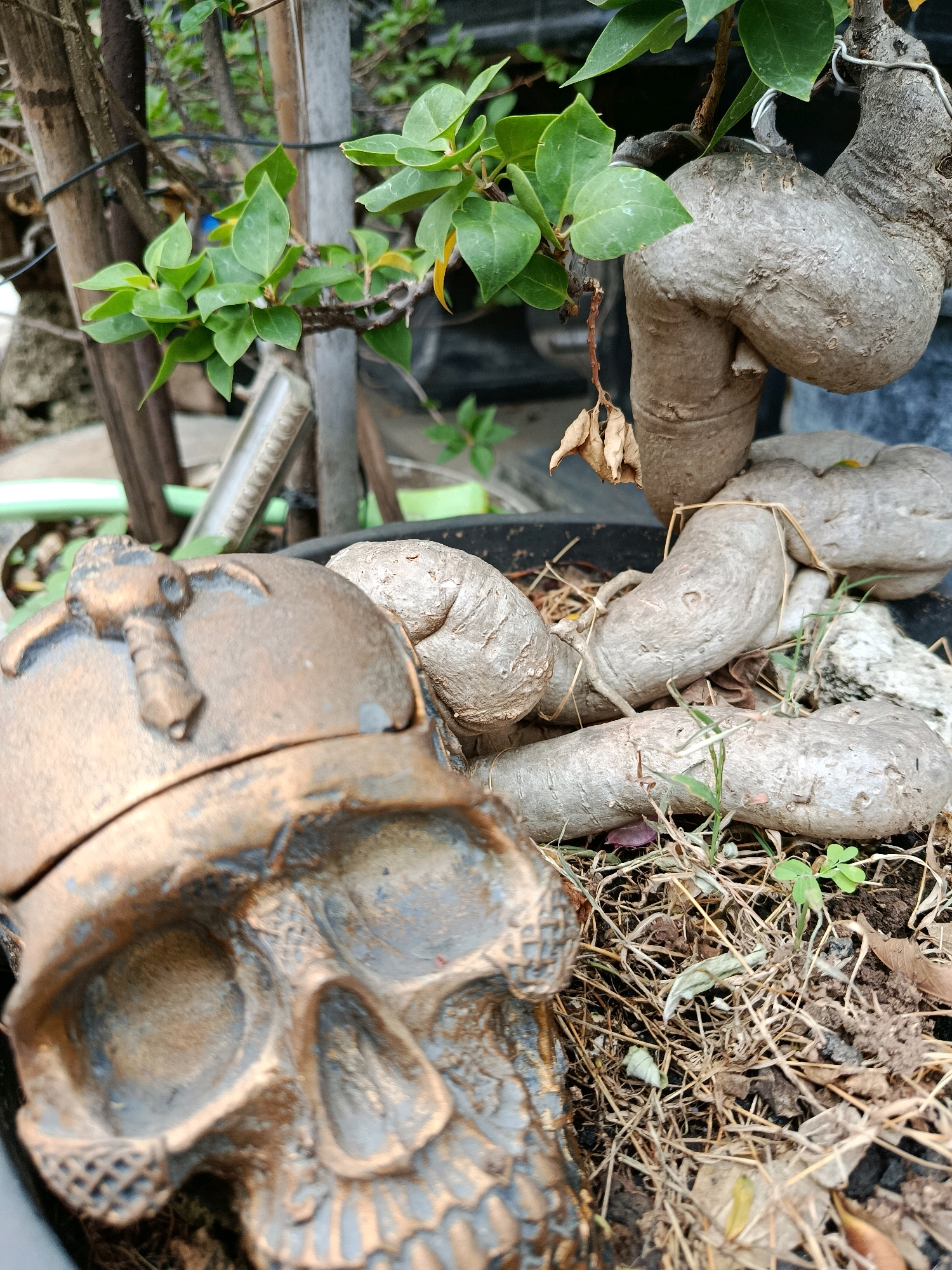 This is a close-up, eye-level, outdoor shot of a decorative skull partially obscuring a large, gnarled plant root system in a pot. The skull is made of a bronze-colored material and is positioned in the foreground, with its left side angled towards the viewer. The plant has thick, greyish-brown, twisted roots that dominate the midground and background. Green leaves sprout from the top of the plant, some of which are yellowing or dried out. The soil is dry and scattered with straw-like debris. The scene appears to be located in a garden or outdoor area, likely in Bekasi, Indonesia, given the foliage and the style of the plant. There are no people or animals visible in the image, and no discernable actions or interactions are taking place. The lighting suggests it is daytime.