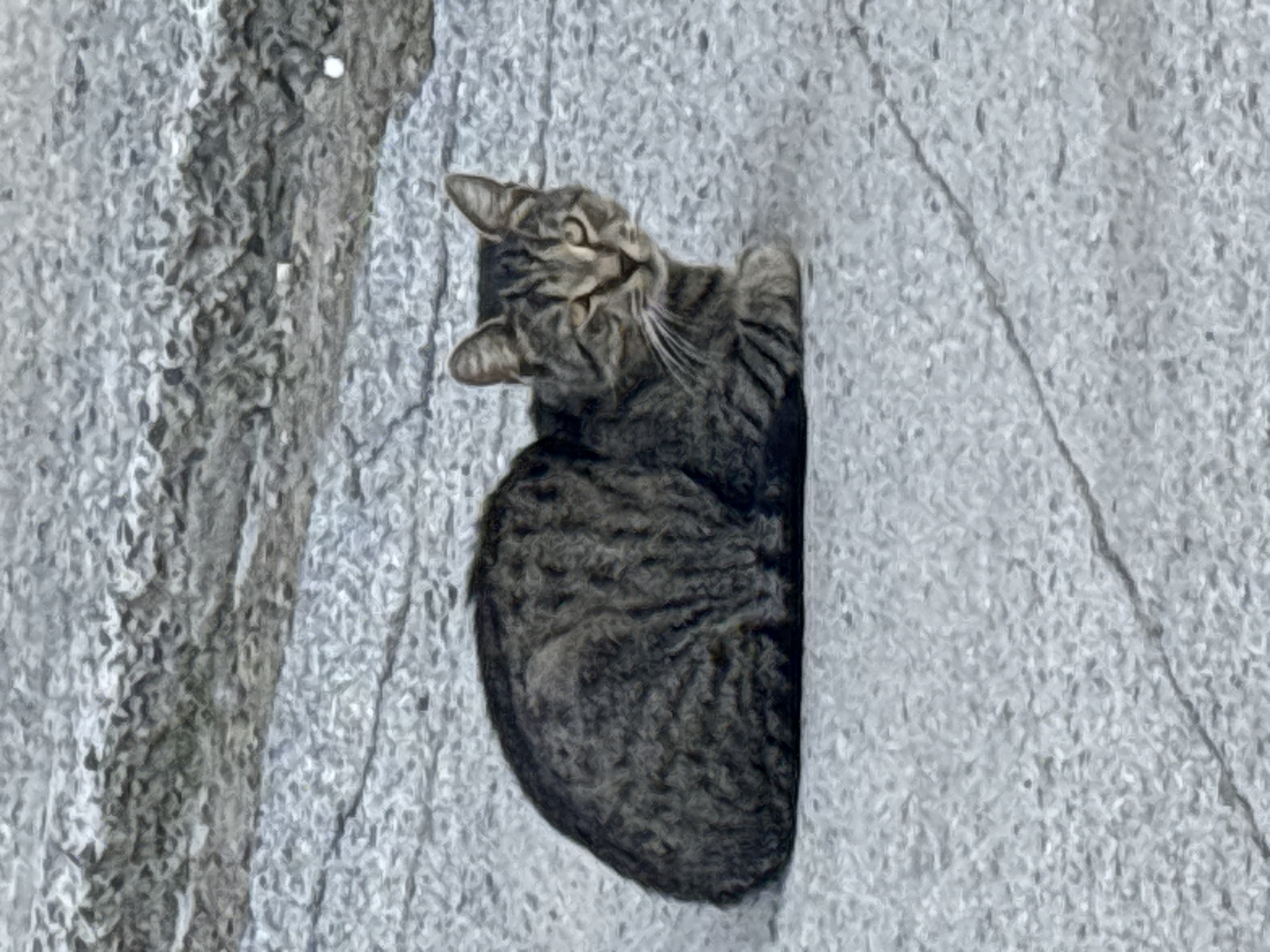 A tabby cat with dark grey and black stripes is resting on a light grey, textured surface that appears to be pavement or stone. The cat is facing the camera, with its body curled to its left. Its right eye is partially closed. The background is a continuation of the same textured grey surface. The image is an outdoor photograph taken in the city of Ob, Russia.