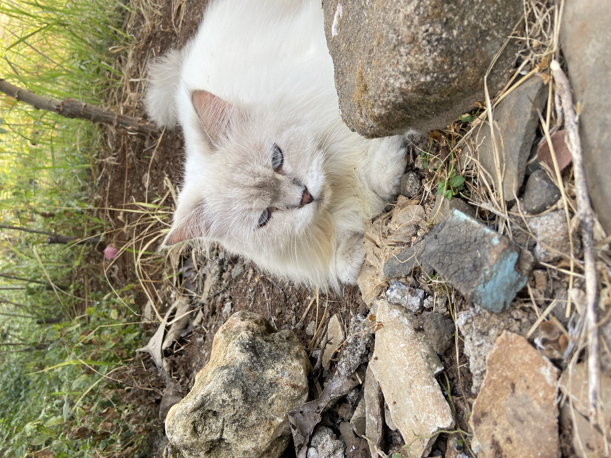 A white Persian cat with blue eyes lies on rocky ground, surrounded by dry grass and foliage. The cat appears relaxed, with its body partially obscured by rocks. The environment is outdoors, with hints of greenery and a tree trunk visible in the background, suggesting a natural or uncultivated setting. There are no people or human structures immediately apparent in the frame. The image captures the cat in a resting posture amidst its natural surroundings. The location is the area of Margorejo, Indonesia.