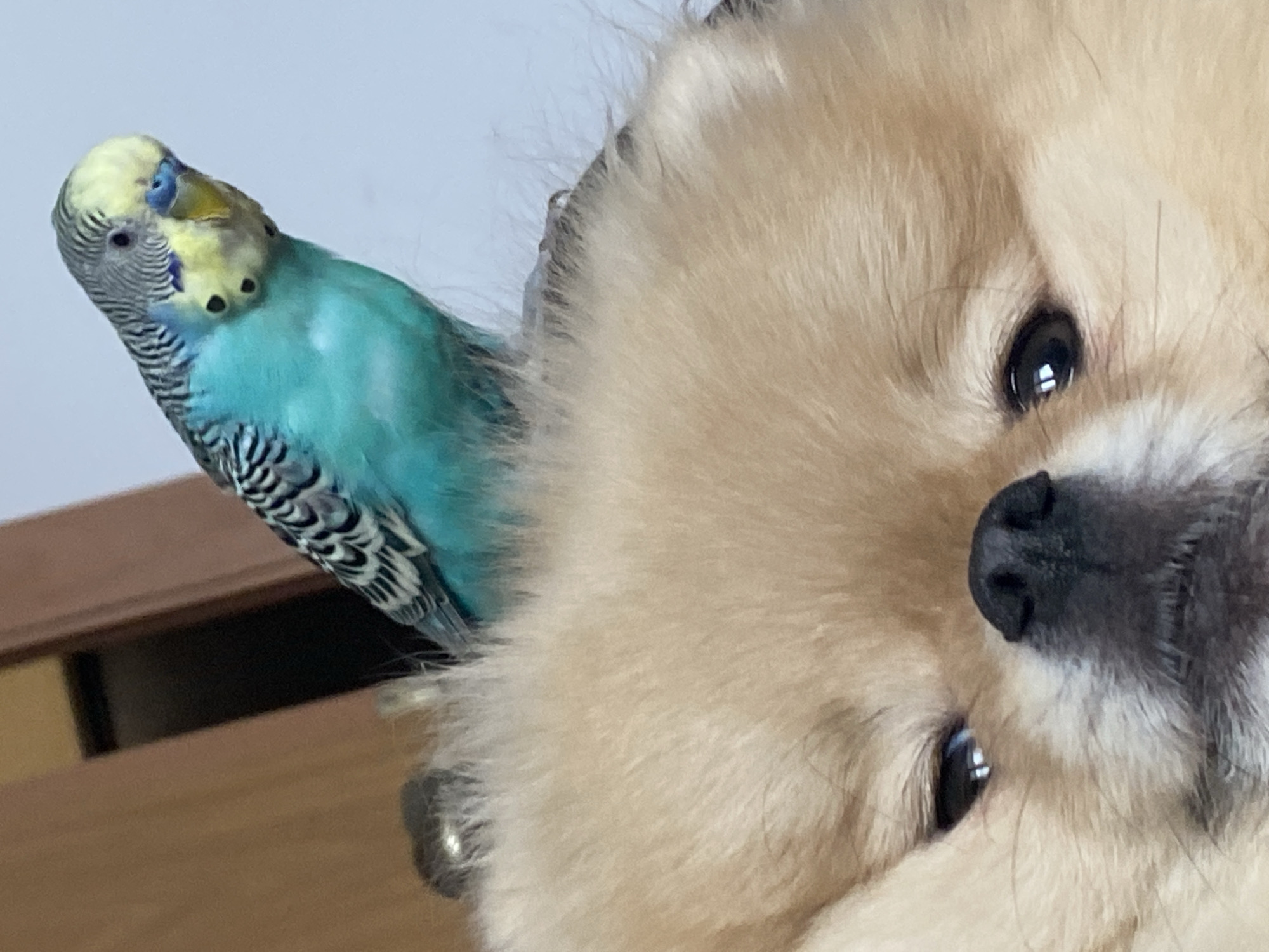 A budgerigar (parakeet) is perched on the head or back of a light tan, fluffy dog in a close-up, indoor shot. The budgerigar, positioned on the left side of the frame, has a vibrant light blue body with distinctive black and white stripes on its wings. Its head is yellow with subtle dark blue markings around its cere, and it has small black eyes. The bird's head is tilted upwards and to the left, as if looking at something above or beyond the frame.
The dog, occupying the right half of the image, has soft, dense, cream-colored fur. Its dark, reflective eyes are visible, along with its black nose. The dog appears to be looking slightly upwards or to the left, towards the bird or a point of interest above. The composition suggests a moment of calm interaction between the two animals.
In the blurred background, wooden furniture, possibly a cabinet or window frame, is visible, indicating an indoor setting. The lighting is soft and even. No text is visible in the image. The scene captures an endearing and somewhat unusual interspecies moment.