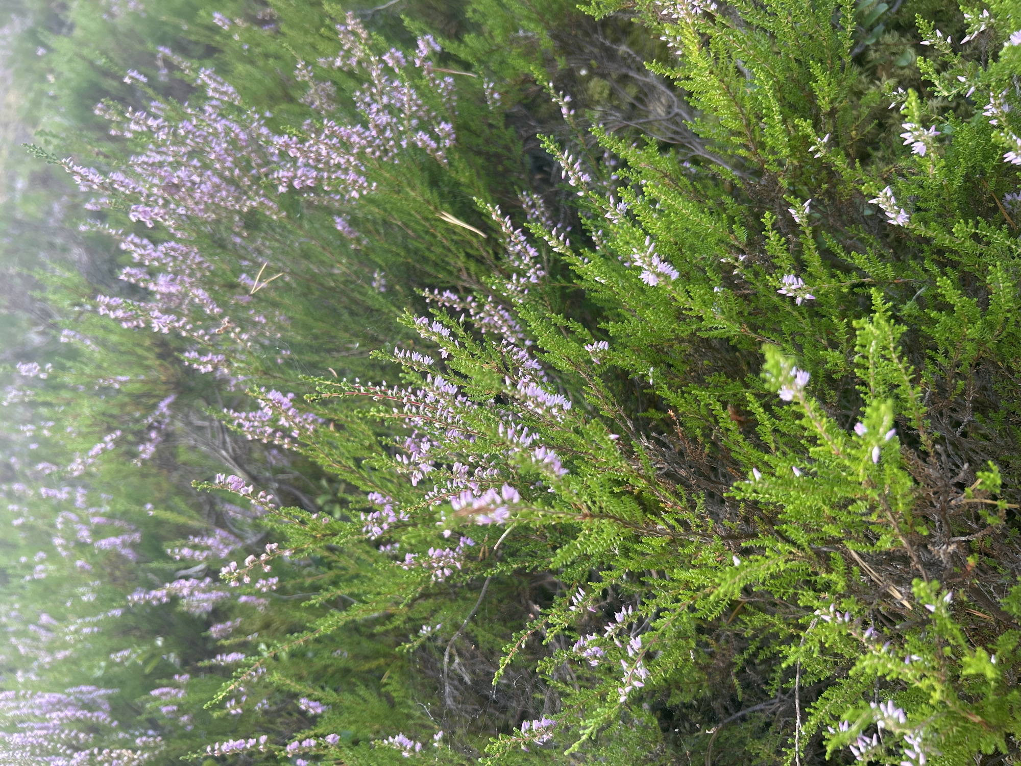 The image depicts a close-up view of heather plants with small, light purple flowers and green foliage. The plants are dense and cover the ground in a naturalistic setting. There are no people or animals visible in the image. The background is blurred, suggesting a soft focus on the heather. The overall impression is one of a natural landscape, possibly a park or natural area. Without further information or context about Tampere, Finland, it is not possible to determine the specific location.