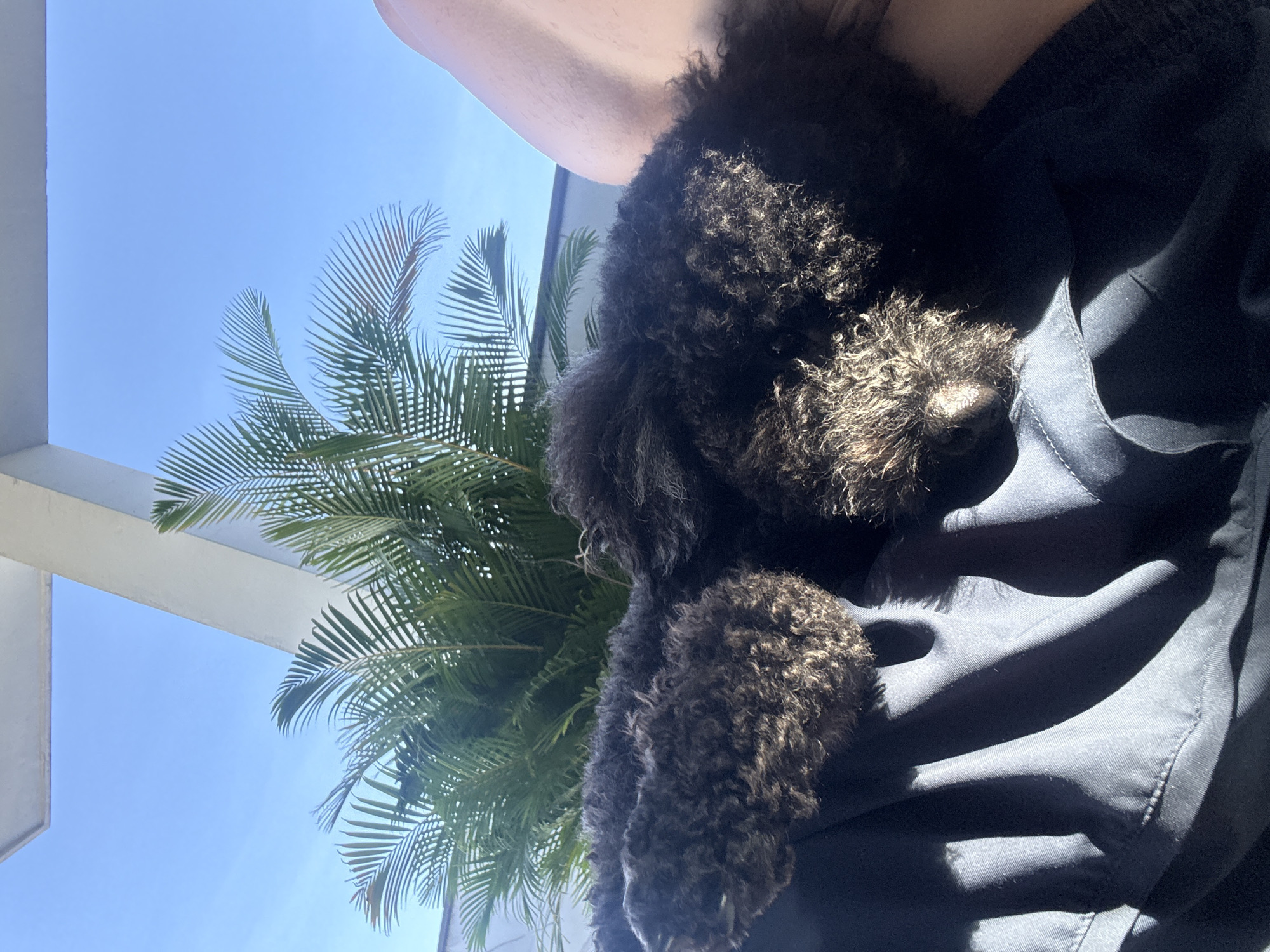A small, dark, curly-haired dog is sleeping on a person's lap. The dog is positioned in the foreground, with its head resting on the person's legs. The dog's fur is a dark brown or black color, and it has a fluffy texture. The person's leg is visible on the right side of the image, and it appears to be bare. The person is wearing a dark-colored garment, likely a jacket or shirt, which is also in the foreground.
In the background, there is a large palm tree with its fronds extending upwards and to the left. The sky is a clear, bright blue, indicating a sunny day. Above the palm tree and to the left, there is a white architectural structure, possibly a balcony or a building overhang.
The image appears to be taken outdoors, likely on a balcony or patio, given the presence of the palm tree and the clear sky. The lighting suggests it is daytime, with sunlight casting shadows on the person's garment. The overall scene conveys a sense of relaxation and comfort.
The location is the city of Đà Nẵng, Vietnam.