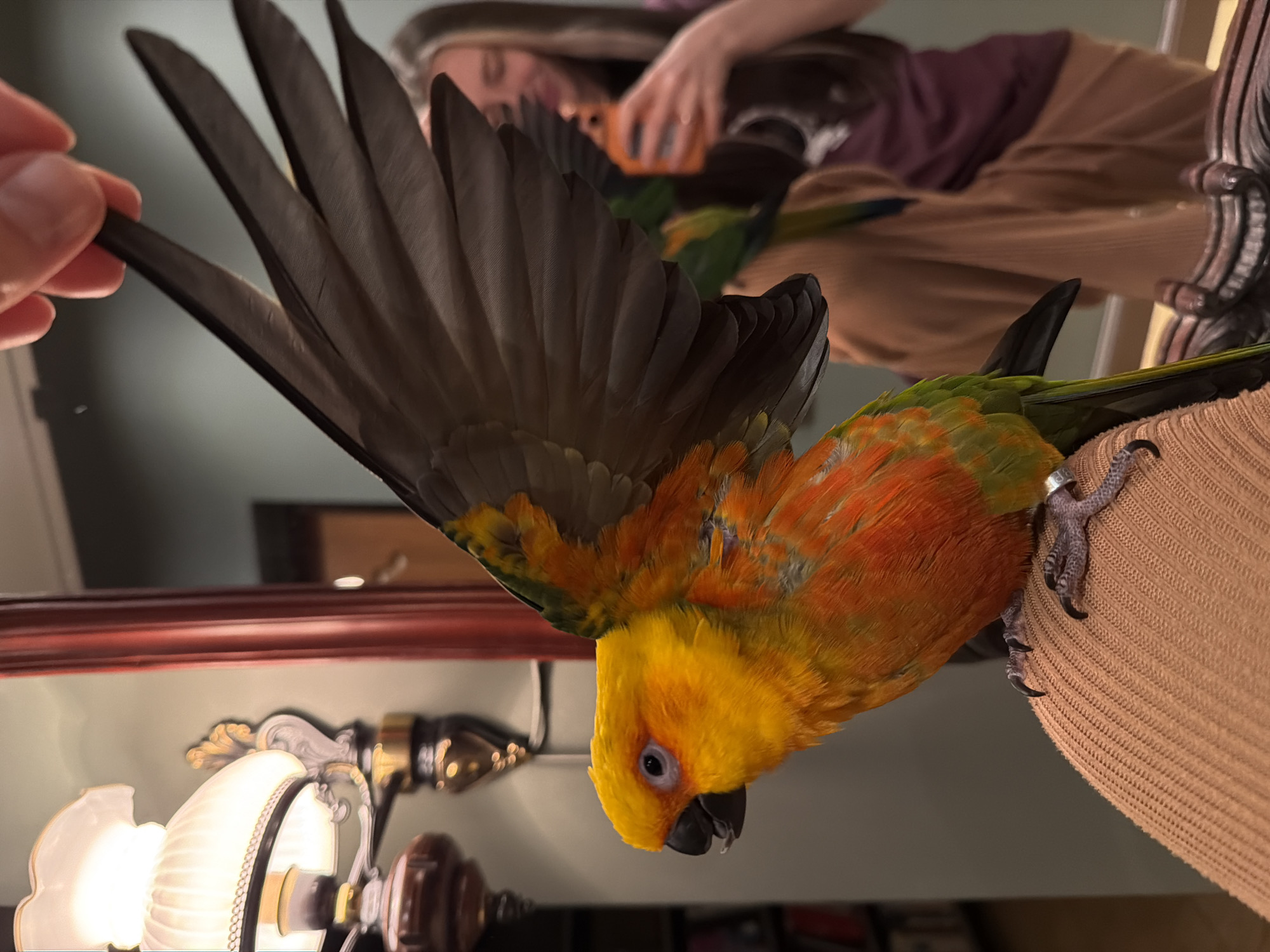 A vividly colored Sun Conure parrot is prominently featured, exhibiting yellow on its head and orange on its chest, with green wing tips and dark grey flight feathers. The bird is positioned clinging to a beige garment or fabric. To the left, a Caucasian hand is shown holding one of the parrot's flight feathers. In the blurred background, a person with brown hair wearing a purple shirt and tan trousers can be seen seemingly interacting with the bird. Also visible is a light fixture with a white shade and a dark brown wooden surface, which seems to be the edge of a table or counter. The context of Khimki, Russia, is not suggested by the contents of the image.