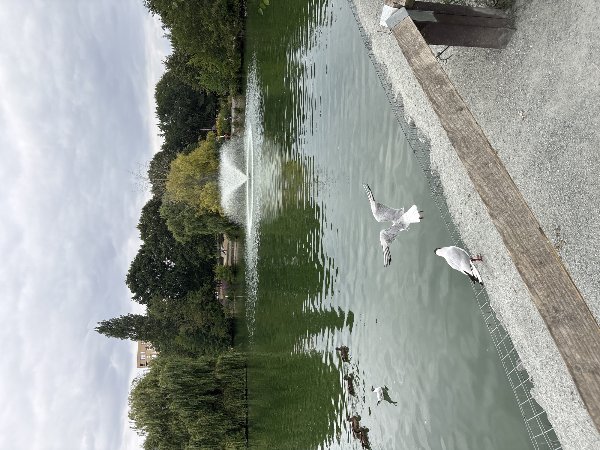 A tranquil park scene unfolds by a body of water, likely a pond or lake, with a fountain actively spraying water in the mid-ground. The water's surface is a deep green, reflecting the overcast sky and the surrounding lush trees. Several ducks are visible in a line, swimming on the water, while a lone seagull stands on the bank in the foreground. Another seagull is captured mid-flight, wings spread, adding a dynamic element to the composition. The bank of the pond is lined with a metal grate and a rough stone pathway, with a wooden railing extending diagonally across the lower right portion of the frame. In the background, mature trees form a dense canopy, partially obscuring a multi-story building. The overall atmosphere is serene, suggesting a peaceful urban park setting.