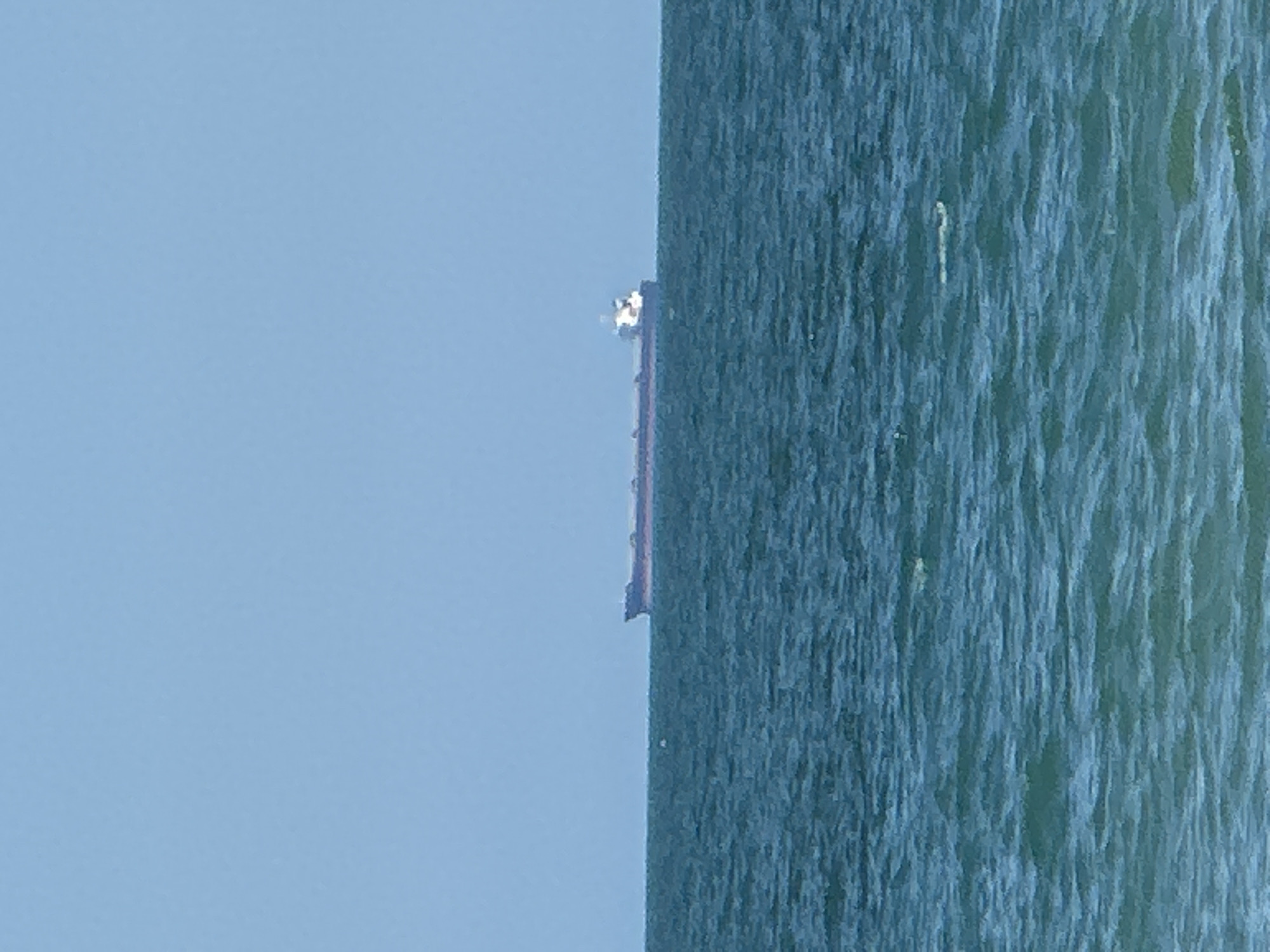 A wide shot captures a cargo ship sailing on the sea under a clear blue sky. The ship is positioned in the distance, appearing as a dark silhouette against the horizon. The sea is a deep blue-green, with gentle waves creating a rippling texture on the surface. The sky is a uniform light blue, with no clouds visible. The image evokes a sense of calm and vastness, with the ship being the only man-made element in the natural landscape. The scene is likely a view from the coast of Varna, Bulgaria, a city known for its picturesque Black Sea coastline.