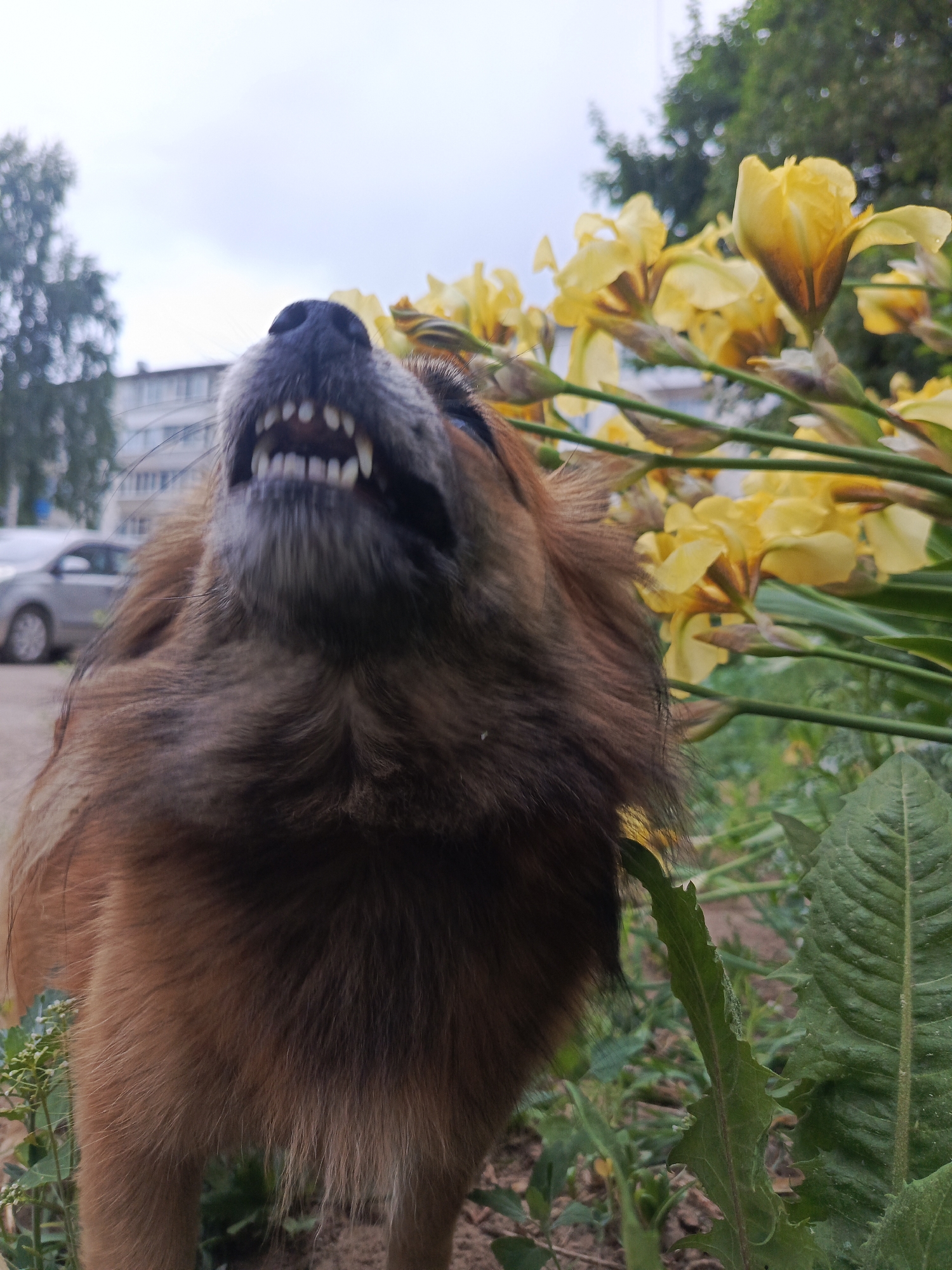 A medium-sized brown dog with a dark muzzle and visible teeth stands amidst green vegetation and yellow irises, its head tilted upward. In the background, a multi-story building and a parked silver car suggest an urban environment. The photograph was taken in the city of Chaikovsky, Russia.