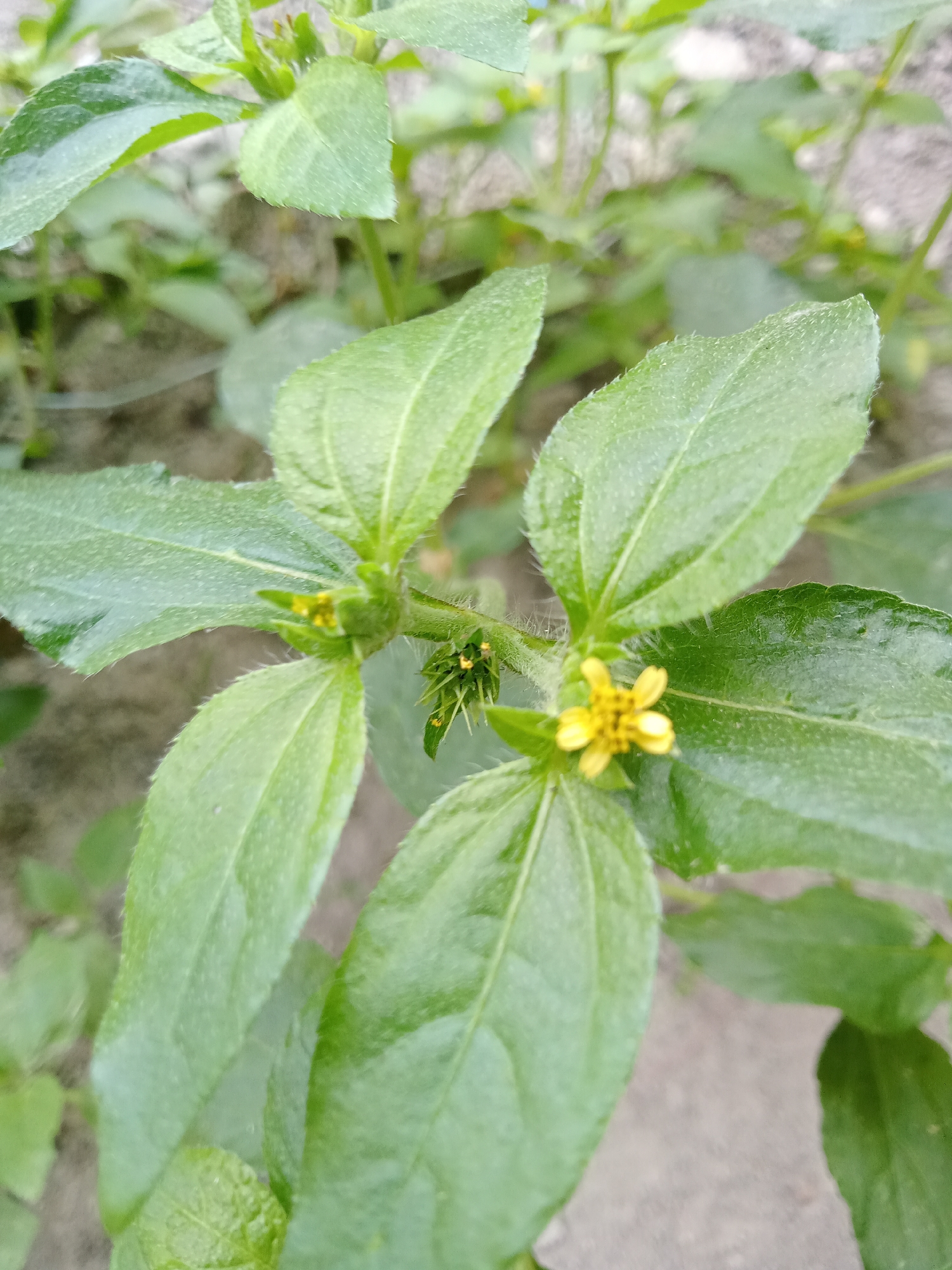 A close-up, eye-level shot focuses on a small, yellow wildflower with five petals, centered on a green stem. The flower is surrounded by lush, green leaves, some of which have a slightly fuzzy texture. The background is a blur of more greenery and a muted, sandy-colored surface, suggesting an outdoor, natural environment. The image was taken in Simo, Indonesia.