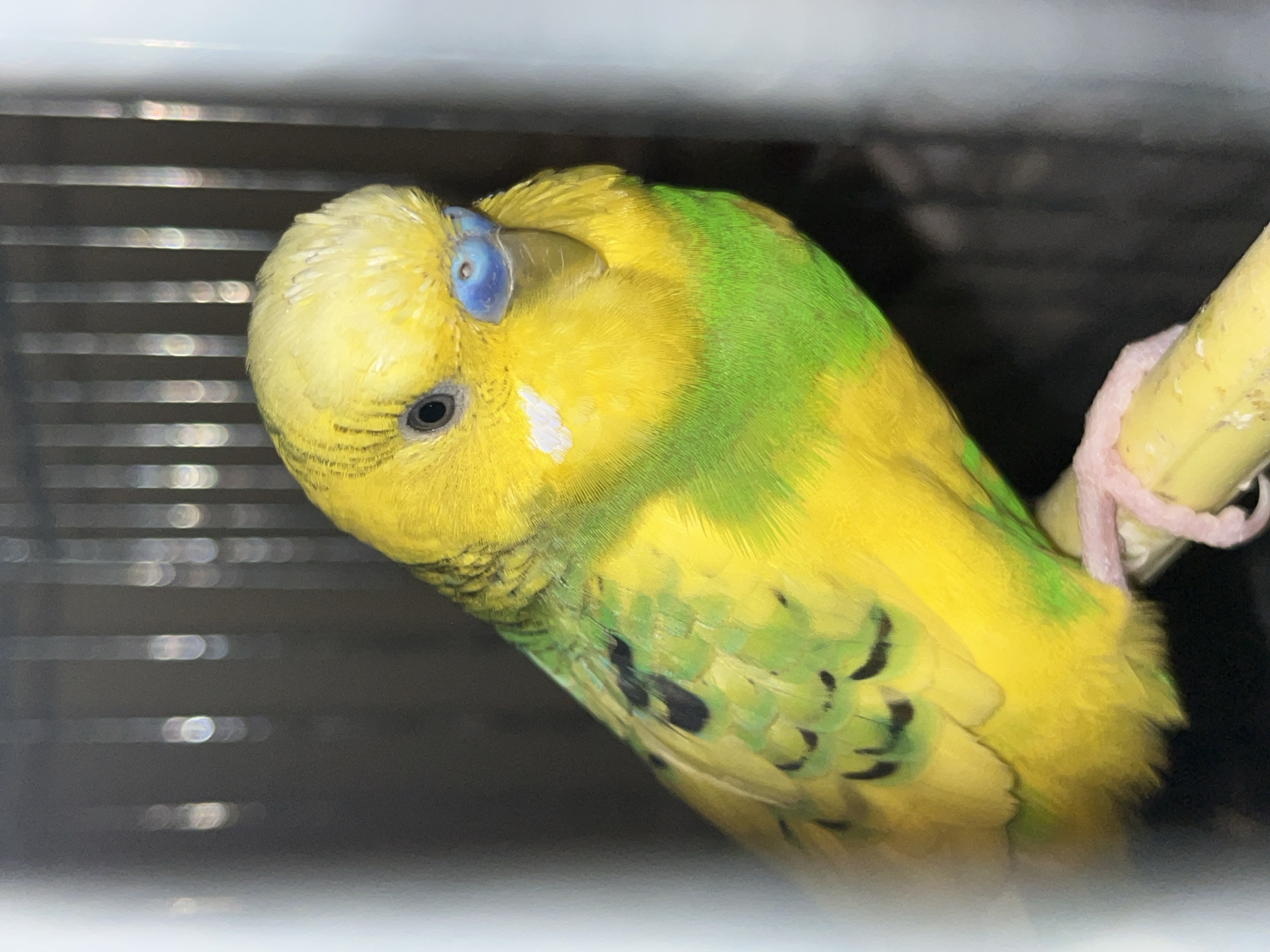 A yellow and green parakeet is perched on a yellow rod with a pink band. The parakeet is facing left and leaning its head slightly. The background is a dark, blurry cage. There is no indication of Shumen, Bulgaria.