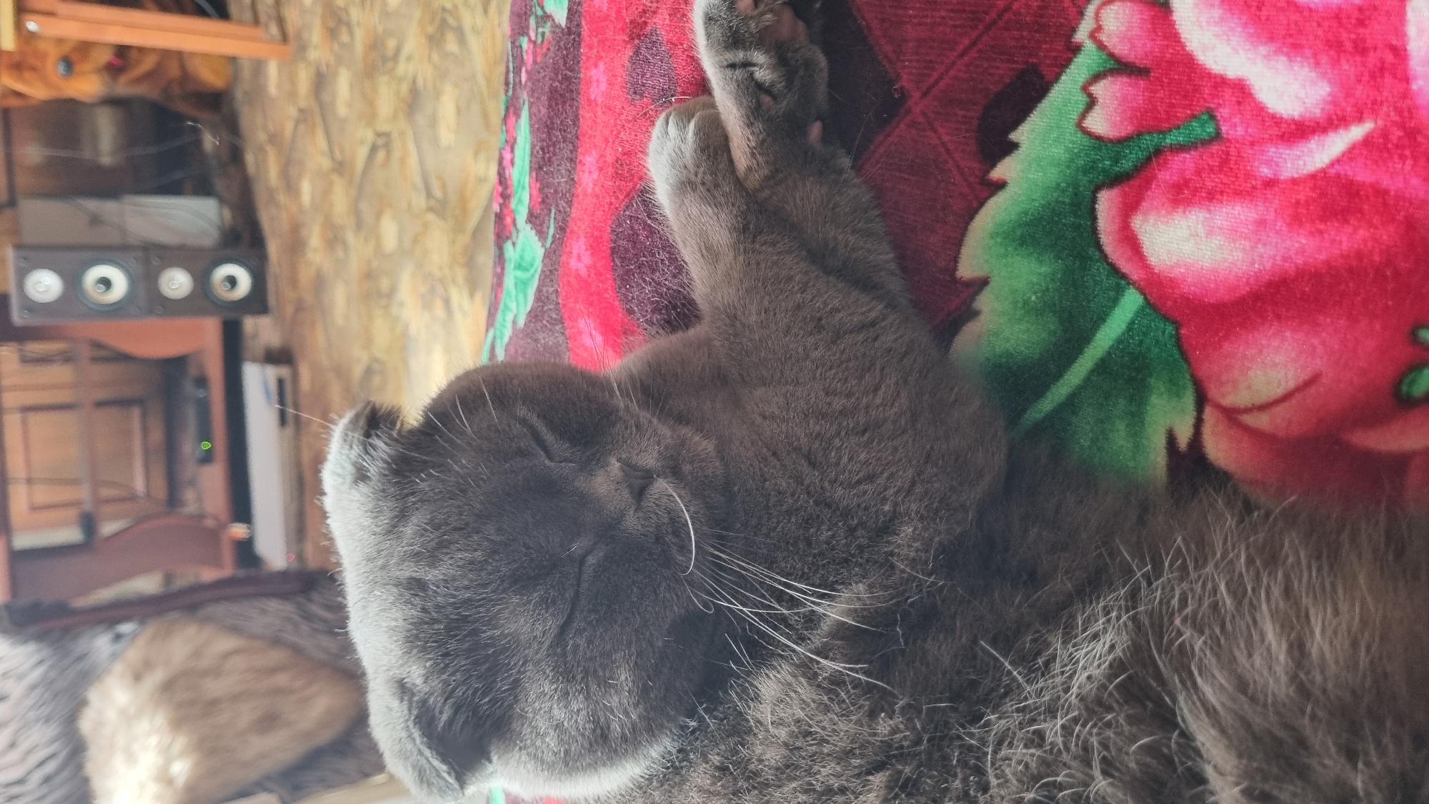 A close-up, eye-level shot captures a grey Scottish Fold cat sleeping peacefully on a red blanket adorned with a floral pattern. The cat's eyes are closed, and its paws are crossed in front of its chest. The background is slightly blurred, revealing a room with a wooden floor, a chair with a fluffy cover, and electronic devices. The scene is set in a domestic environment within the city of Vysokoe, Russia.