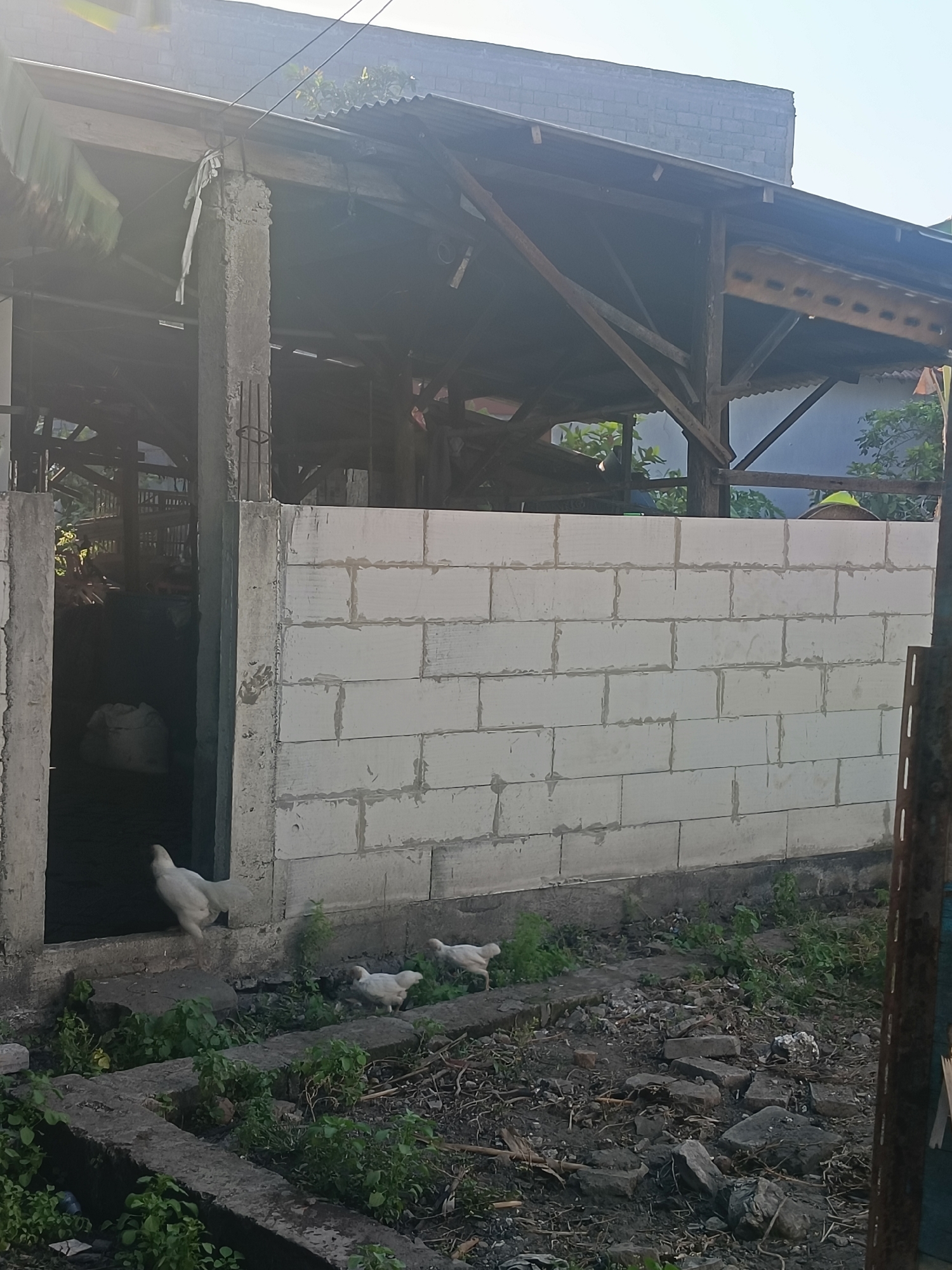 The image depicts an outdoor scene at what appears to be a partially constructed or derelict building in Ganting, Indonesia. The structure features a roof supported by wooden beams and a wall constructed from white cinder blocks. To the left, an open doorway leads into a dark interior where a large white sack is visible.
In front of the building, three white chickens are present. One chicken is positioned at the entrance of the doorway, facing outwards, while the other two are foraging on the ground in front of the cinder block wall. The ground around the structure is uneven, covered with dirt, scattered rocks, and some overgrown vegetation. A thin metal pole is visible on the right side of the frame, possibly part of an unfinished fence or support. The sky is clear and bright, suggesting daylight.