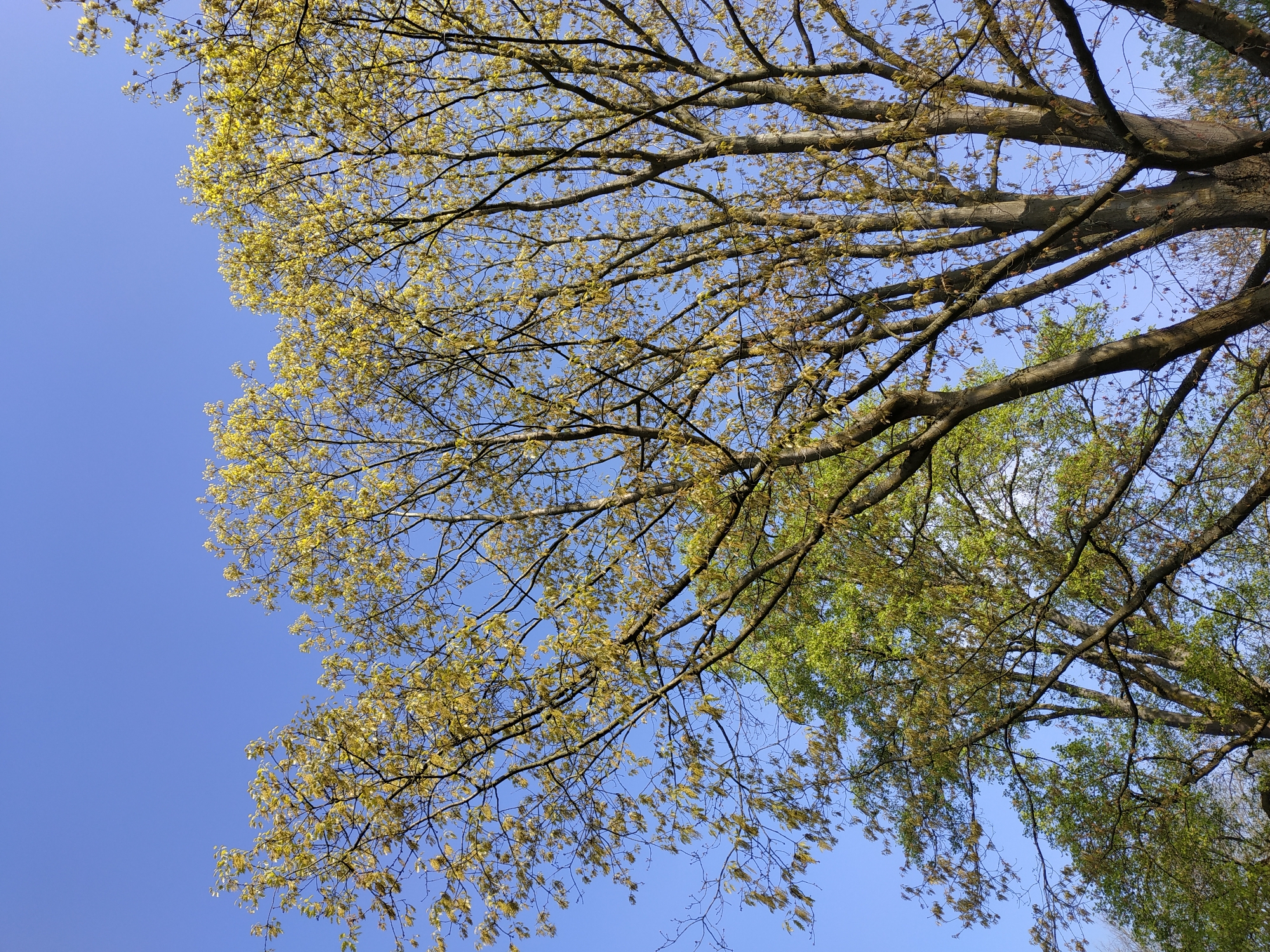 The image shows a low-angle view of tree branches against a clear blue sky. Some branches are bare, while others are beginning to sprout small yellow or green leaves, indicating springtime. The scene could be located in Dortmund, Germany. There are no people visible in the image. The focus is on the natural environment.