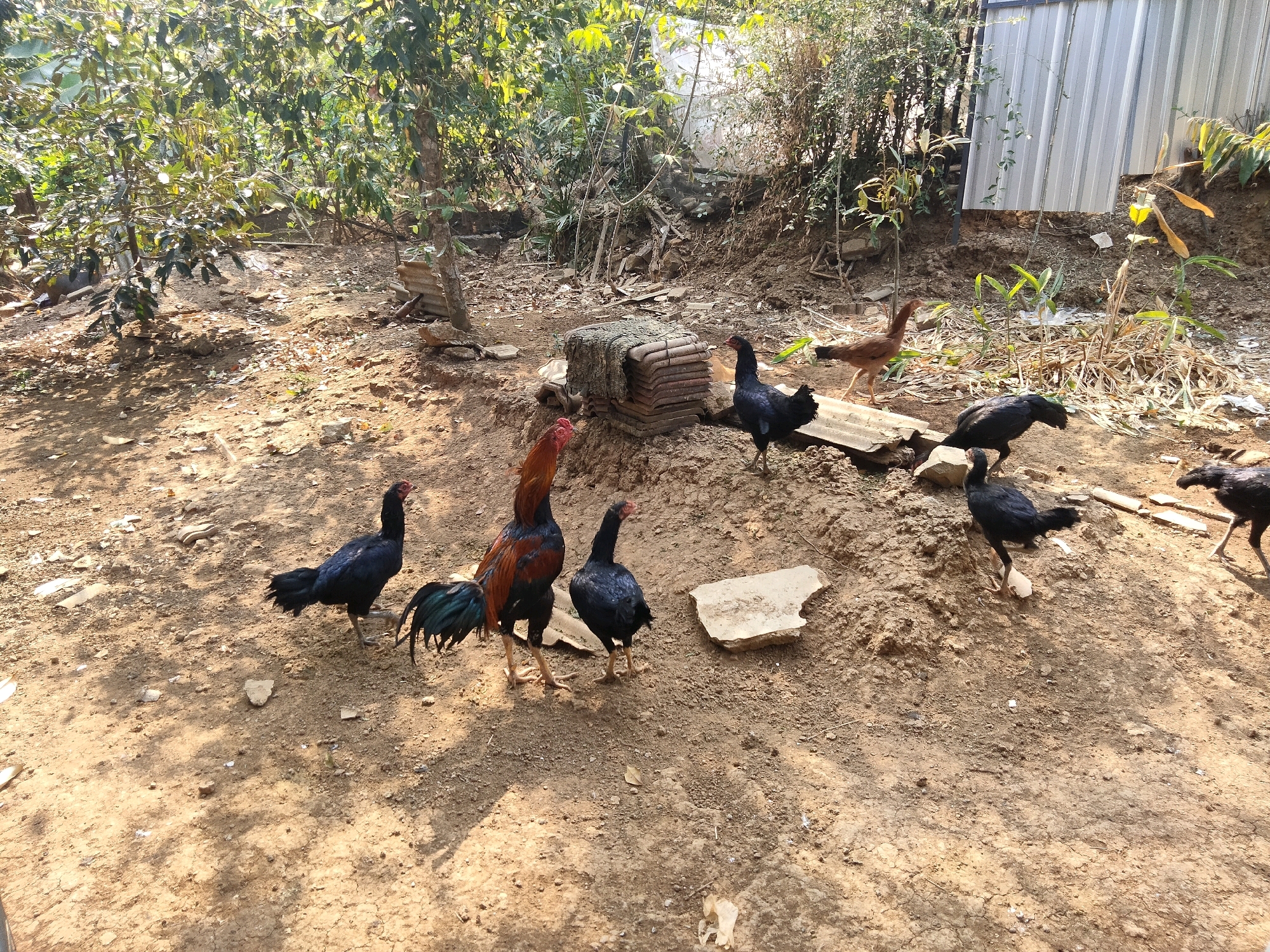 In Sidorejo, Indonesia, a flock of chickens is visible in a dusty outdoor area with some sparse vegetation. The ground is a mix of dirt, rocks, and scattered debris. In the background, there is a corrugated metal structure and a hill covered with trees and undergrowth. One prominent rooster, with red and black plumage, stands near the center of the frame, while several black chickens are scattered around it, some foraging and others standing alert. A brown chicken is visible in the background to the right. The scene appears to be a simple, rural chicken enclosure, with evidence of the natural environment encroaching on the area.
