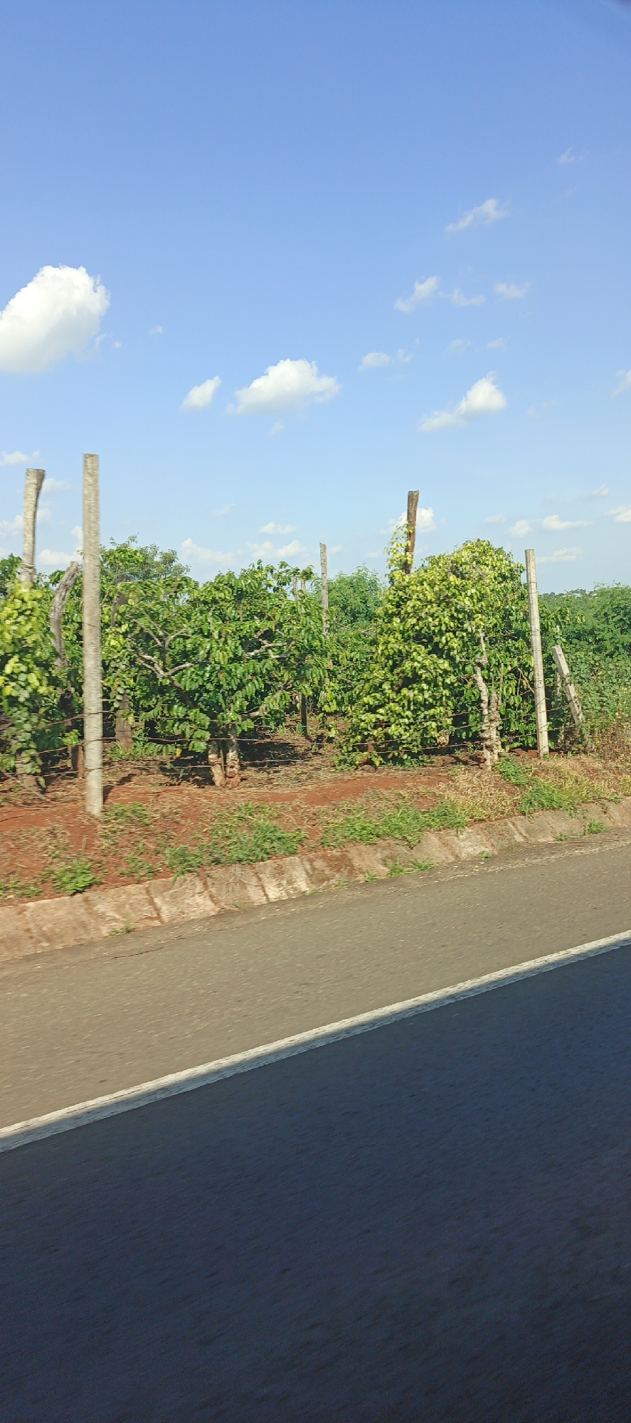 A vertical, eye-level, medium shot captures a roadside agricultural field in Chư Sê, Vietnam, under a bright blue sky dotted with scattered white clouds. The field is lined with rows of green trees or bushes, some appearing to be coffee plants, supported by rough-hewn wooden posts and wire fencing. The ground is covered in reddish-brown soil with sparse green vegetation. A paved road runs diagonally across the lower portion of the image, with a concrete curb separating it from the field. The scene appears to be captured from a moving vehicle.