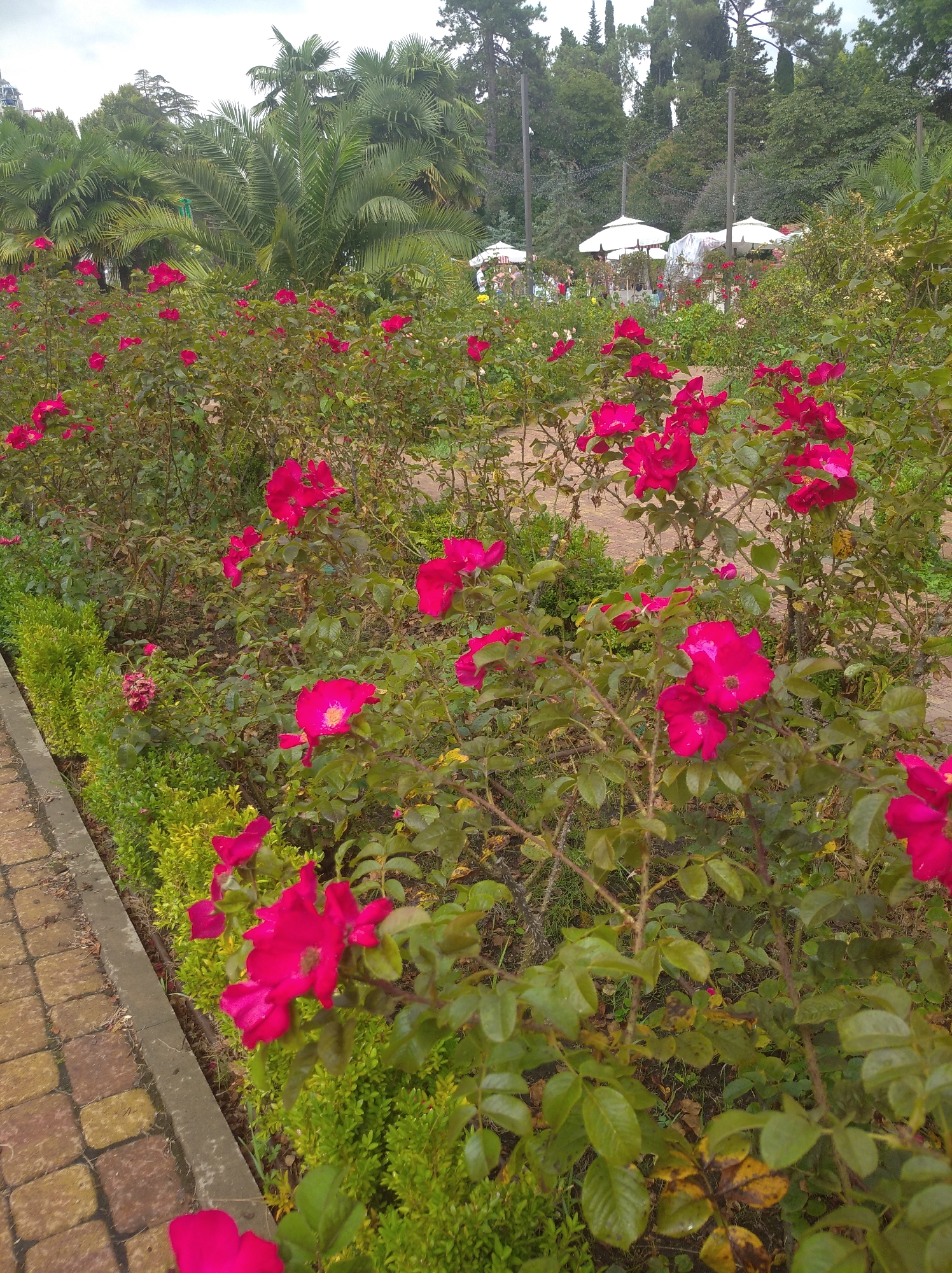 The image depicts a garden path with rose bushes in bloom, located in the city of Sochi, Russia. The path is paved with light brown and yellow square tiles, bordered by a concrete curb and a row of trimmed green bushes. Beyond the bushes, numerous rose bushes with vibrant pink flowers are visible, interspersed with lush green foliage. In the background, several white umbrellas shade outdoor seating areas, suggesting a public park or a resort setting. Palm trees and other tall green trees form a dense canopy behind the umbrellas, contributing to a subtropical atmosphere. The sky is overcast, casting a diffused light over the scene. There are no people or animals visible in the frame.