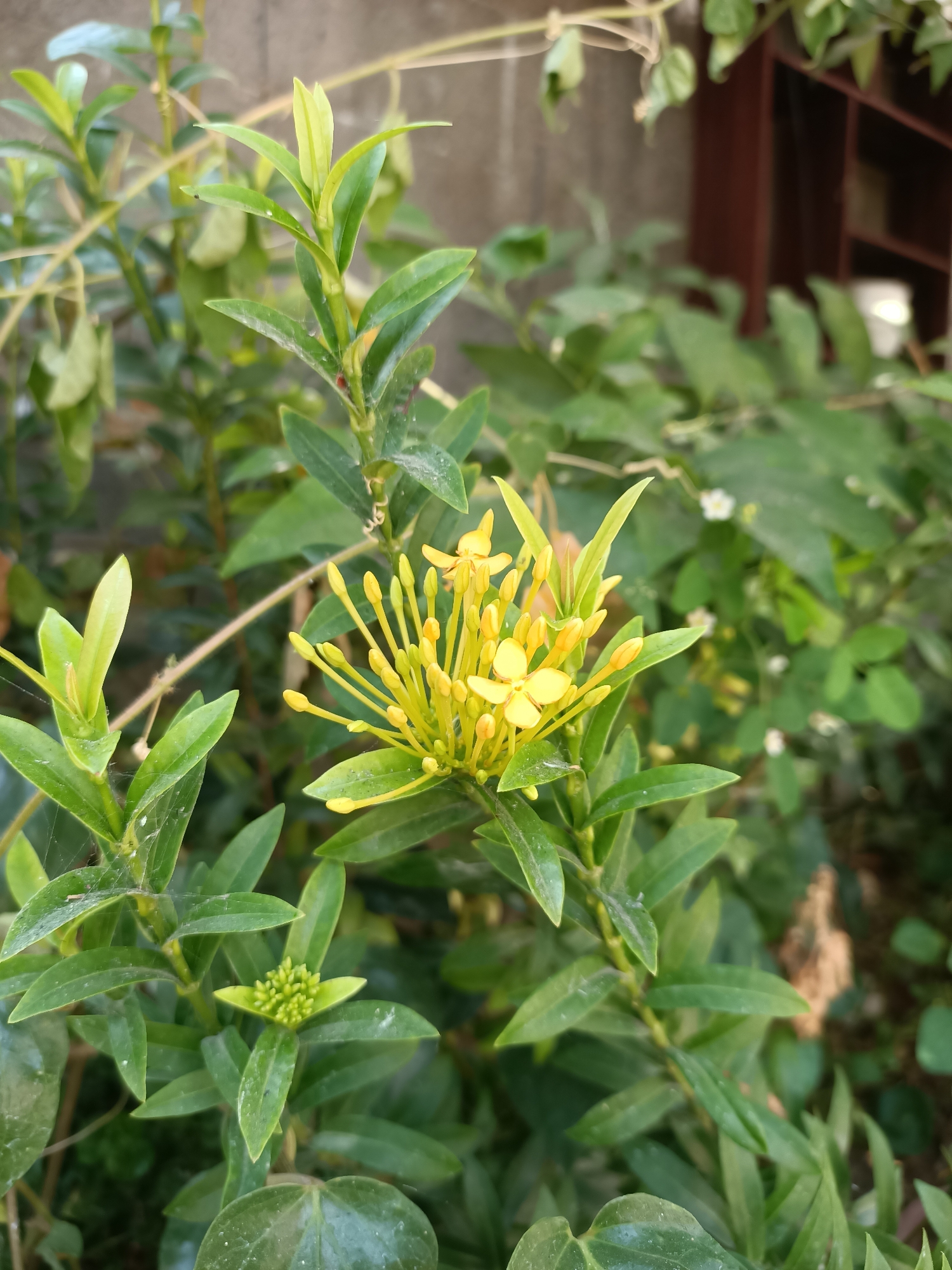 A close-up, vertical shot captures a cluster of vibrant yellow ixora flowers on a plant in Madiun, Indonesia. The blossoms, in various stages of opening, are clustered at the top of a stem, surrounded by lush green leaves. Some leaves show a light dusting of what appears to be pollen or dirt, and a few delicate spiderwebs are visible. The background is softly blurred, revealing more greenery and a hint of a brown wooden structure, possibly a window frame or shelf, against a muted wall. The lighting suggests it is daytime, with natural light illuminating the subject. The overall scene is one of natural beauty found within an urban or semi-urban setting.