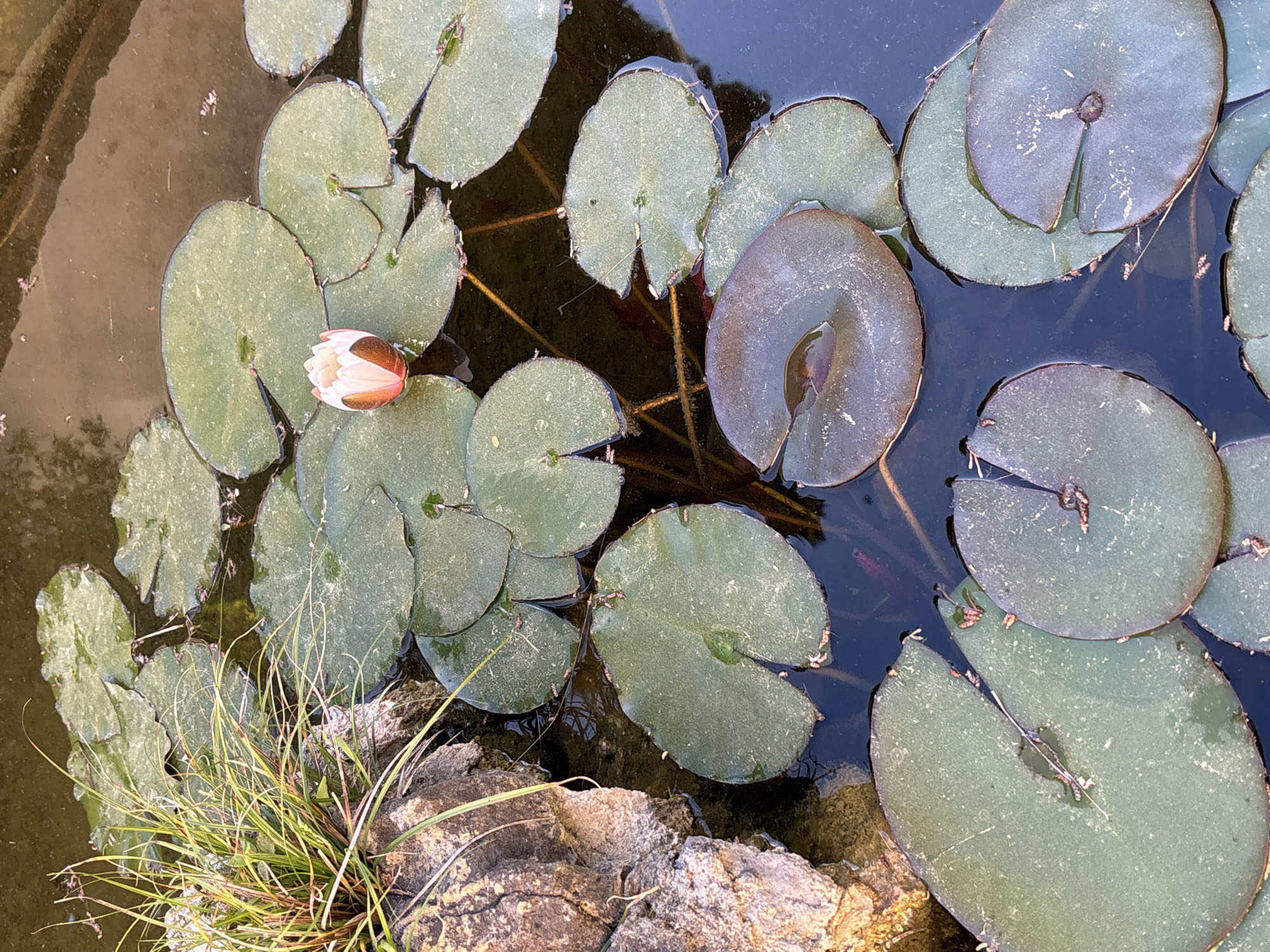 The image shows a pond or small body of water filled with lily pads in Lisbon, Portugal. A single water lily bud is visible, exhibiting a combination of white and pinkish-red coloration on its petals, surrounded by green lily pads. The water is dark, and some areas show reflections. In the lower left corner, there is some light green vegetation emerging from a stone. The stone forms part of the pond's edge.