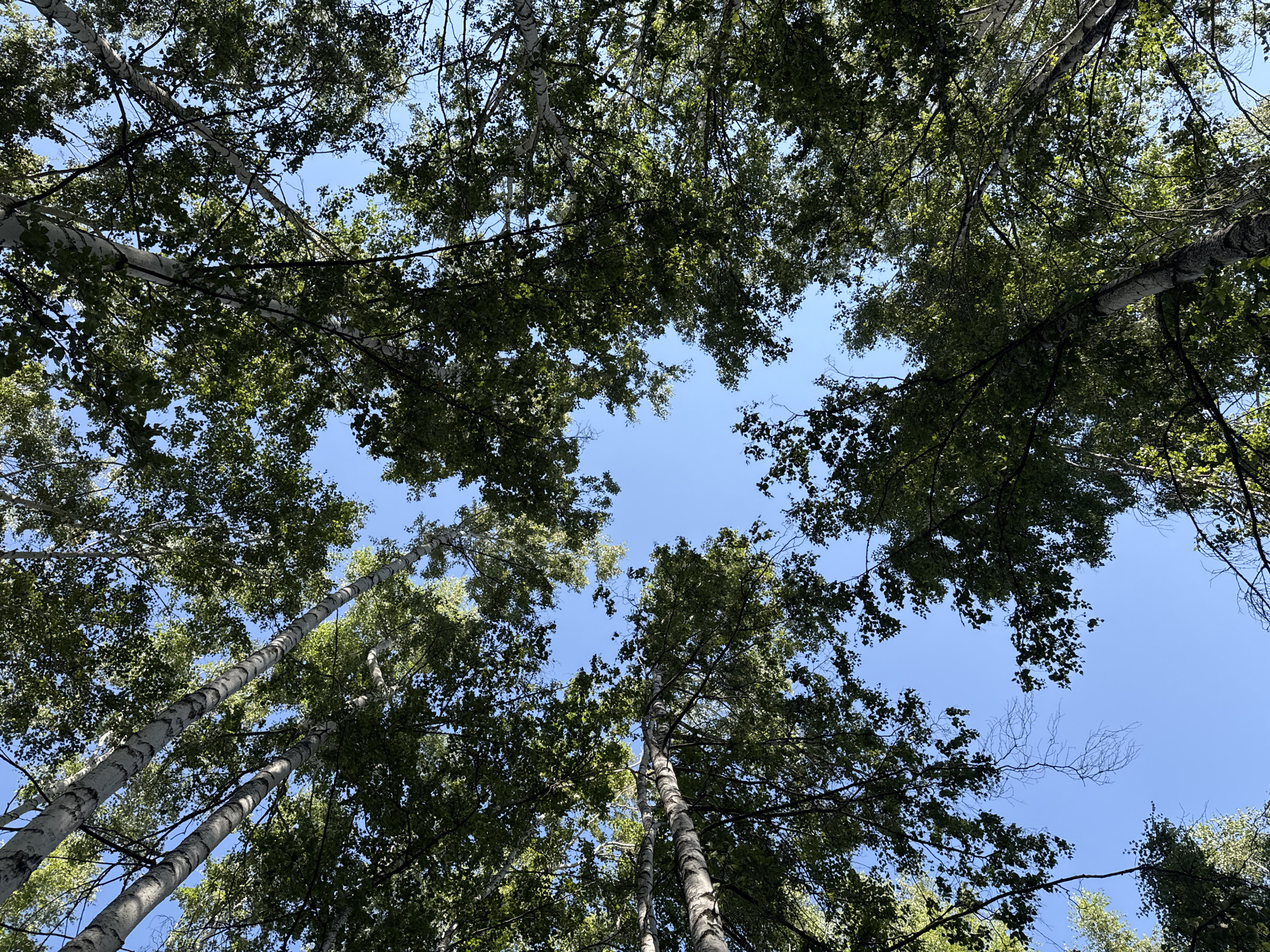 The image is a low-angle shot looking up through a canopy of birch trees towards a clear blue sky in Köpürö-Bazar, Kyrgyzstan. The foreground is dominated by the white and black bark of the birch trees, with their branches and green leaves extending upwards. Sunlight filters through the foliage, creating a dappled effect. The sky is unobstructed by clouds. There are no people or animals visible in the image. The scene depicts a natural outdoor environment.