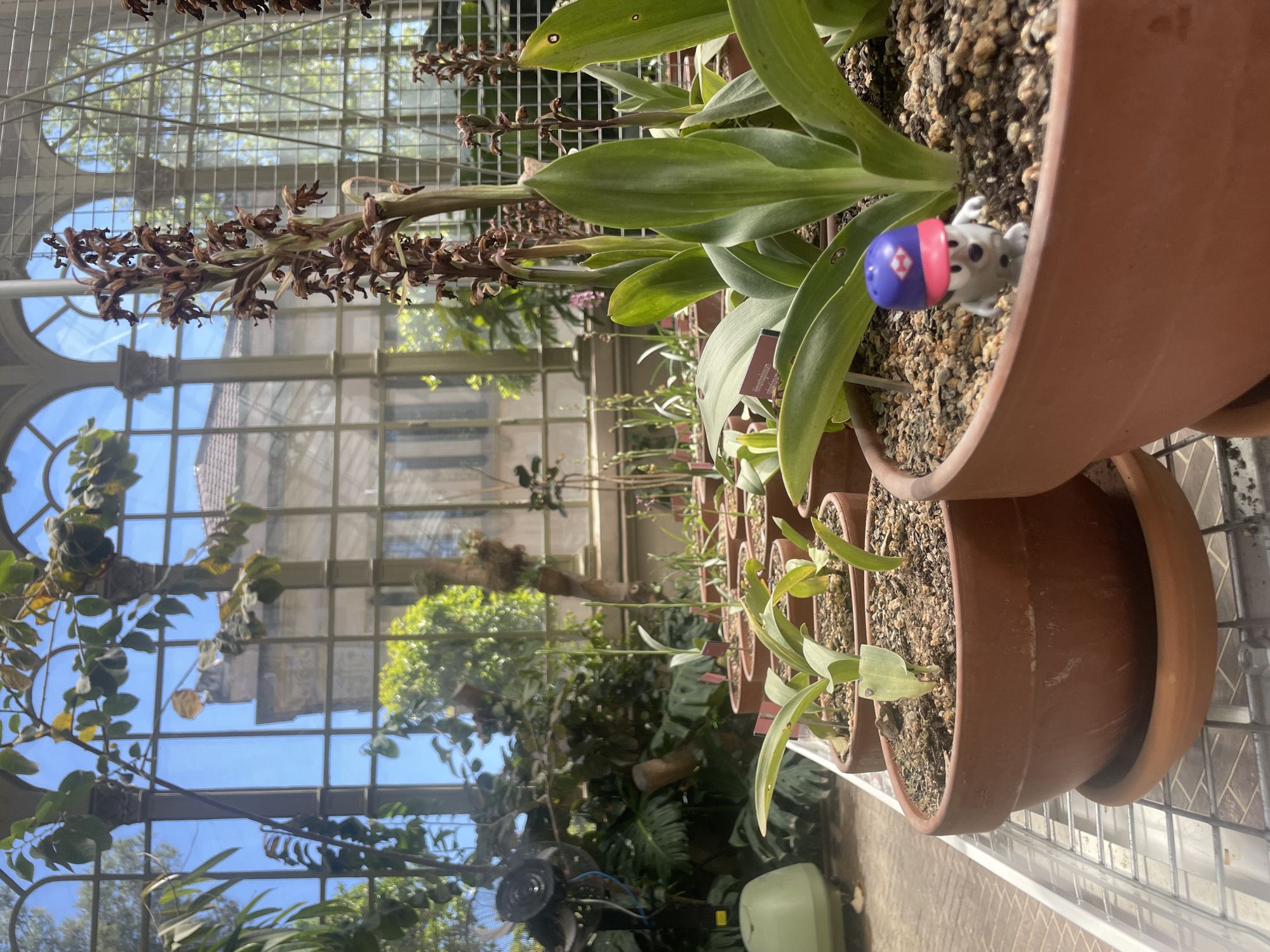 The photograph shows a collection of potted plants inside a greenhouse structure with a metal frame. The plants have broad, green leaves, and some have dried flower stalks. A small, toy-like figure is placed in one of the pots. The plants are sitting on a metal grid shelf. Through the glass walls of the greenhouse, a building with arched windows and a tiled roof can be seen, suggesting the location is likely a botanical garden or park. Based on the architectural style and vegetation, the location could be the Barcelona Botanical Garden in Barcelona, Spain.