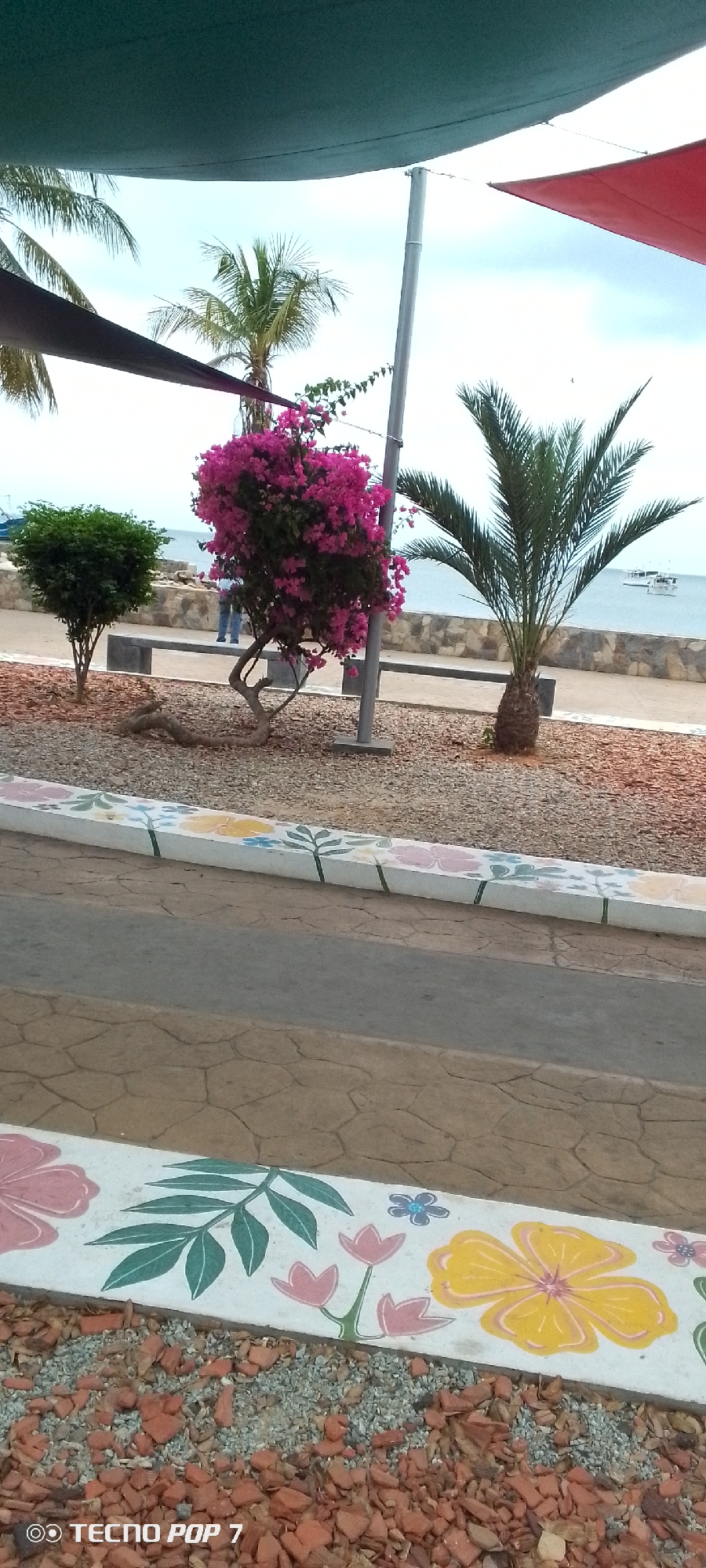 This image depicts a vibrant outdoor scene in Altagracia, Venezuela, showcasing a landscaped promenade alongside a body of water.
In the immediate foreground, a decorative concrete curb is visible, painted with colorful floral and leaf patterns in shades of pink, yellow, blue, and green. Below this curb, the ground is covered with a mixture of small grey gravel and larger, reddish-brown crushed material, possibly terracotta. The bottom left corner of the image contains a watermark that reads "TECNO POP 7".
The midground features a garden bed filled with gravel, containing various tropical plants. A small, neatly trimmed green bush stands on the left. Central to the frame is a large bougainvillea plant, profusely covered in bright pink flowers, its thick, gnarled trunk extending along the ground. Behind the bougainvillea, a person wearing blue pants is partially visible, indicating human presence. To the right of the bougainvillea, a young palm tree with lush green fronds grows. A slender, light-colored utility pole rises vertically near the bougainvillea. A low stone wall runs horizontally across the midground, separating the landscaped area from the water beyond.
The background reveals a tranquil body of water, likely a bay or the sea, under a light blue, somewhat overcast sky. A few white boats are discernible in the distance on the water. Additional palm trees dot the distant shoreline, enhancing the tropical atmosphere.
Overhead, parts of two large fabric shade sails are visible: a dark teal or green one spanning the top and upper left, and a red one partially seen on the upper right, providing dappled shade to the area. The scene suggests a calm, pleasant daytime setting, possibly a public park or waterfront walkway. The soft lighting indicates either an overcast day or the softer light of morning or late afternoon.