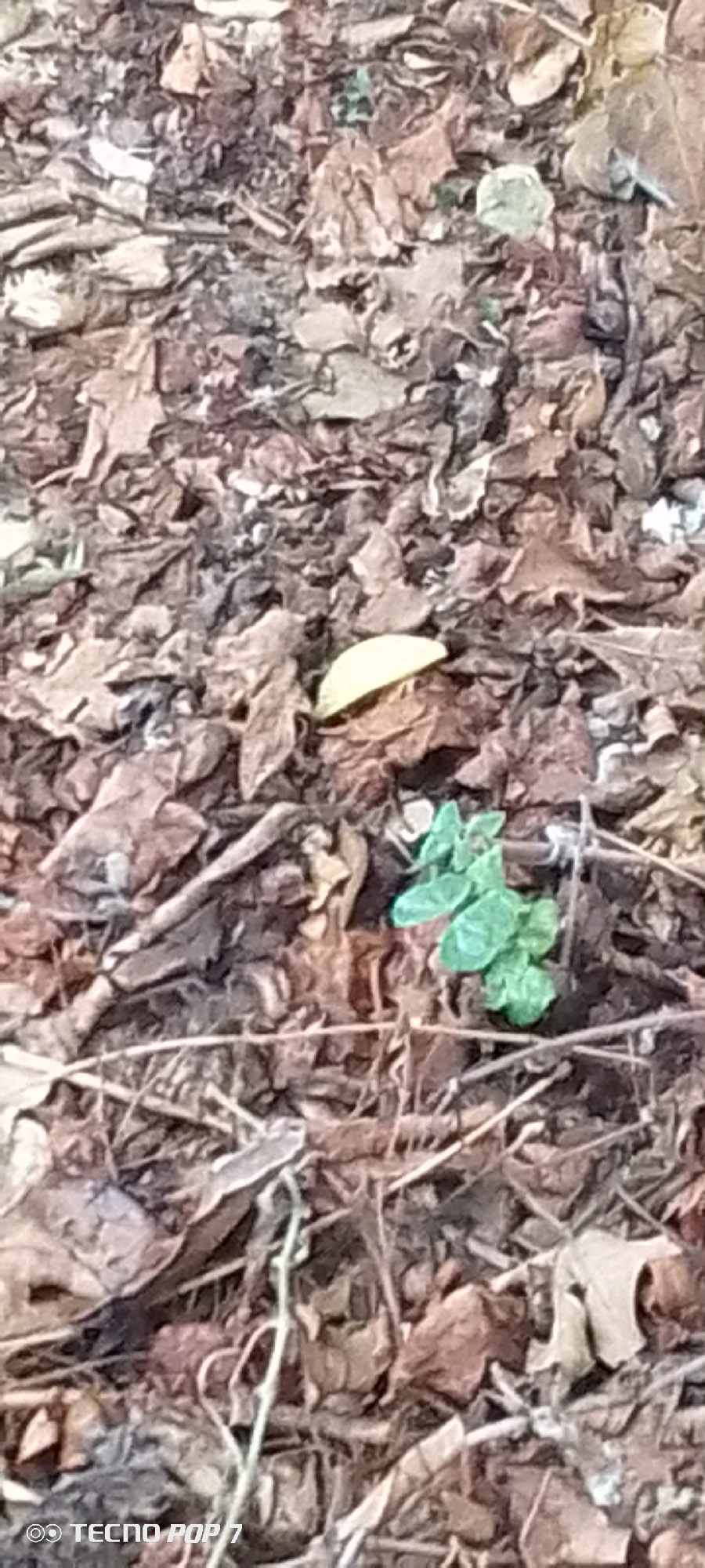 The image shows a close-up view of fallen leaves on the ground. The leaves are a mixture of brown, tan, and reddish hues, with some appearing dry and brittle, while others seem slightly damp. Scattered among the leaves are thin, dry twigs and some dry grass. In the center of the frame, there is a small cluster of bright green leaves, indicating new growth emerging from the ground. A single, pale yellow leaf is visible to the left of the green foliage. The background is a dense carpet of decaying leaves and organic matter. The watermark at the bottom left corner reads "TECNO POP 7", suggesting the image was taken with a Tecno Pop 7 mobile phone. The scene appears to be an outdoor environment, likely a park, garden, or woodland area within Altagracia, Venezuela, characterized by the natural decomposition of foliage. There are no people or animals visible in the image.