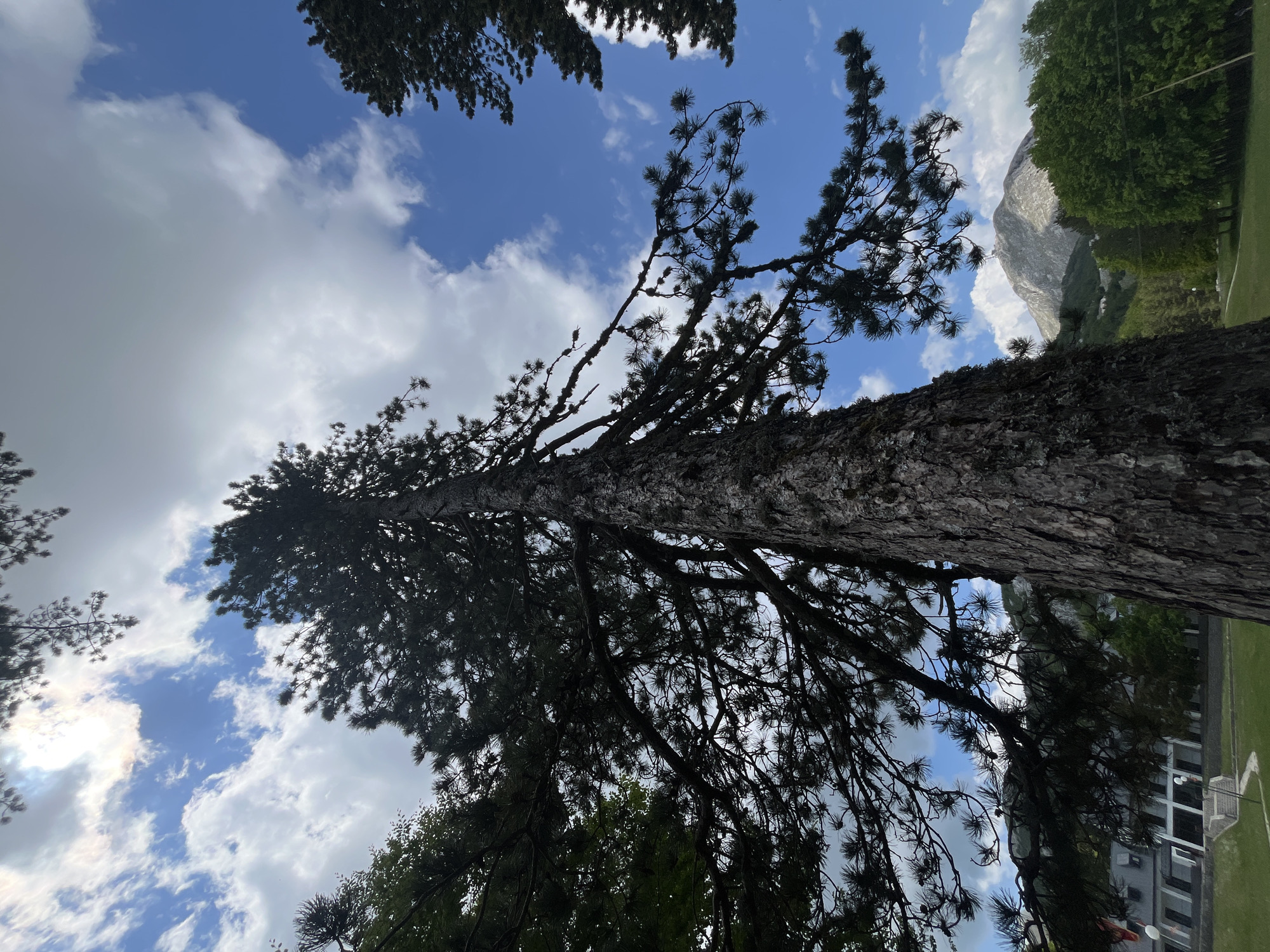 A low-angle shot of a tall, thick-trunked tree against a partly cloudy sky. The tree is silhouetted and its branches stretch toward the sky. In the background, a mountain is visible. The scene also includes green vegetation and what appears to be a building with windows and possibly a grassy area in front of it. The location is Velji Bostur, Montenegro.
