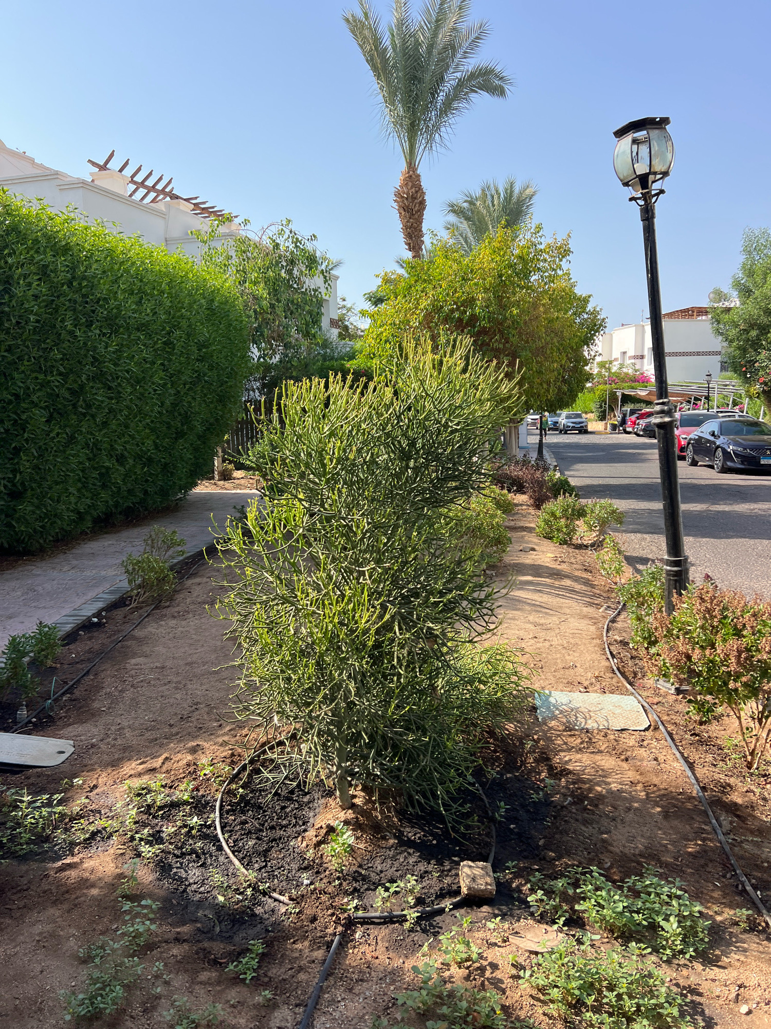 The image depicts a street scene in Sharm El Sheikh, Egypt, on a clear, sunny day. The foreground features a landscaped garden bed with a prominent, dense green succulent plant. Several smaller green plants are also visible in the garden bed, along with dark soil and a black irrigation hose. To the left, a well-maintained green hedge runs alongside a paved walkway.
Beyond the garden, a black lamppost with an ornate glass fixture stands tall. A paved road is visible to the right, with several cars parked and driving on it. The architecture of buildings lining the street suggests a resort or residential area, characterized by white facades and balconies. Palm trees and other greenery are interspersed throughout the scene, contributing to a tropical ambiance. The sky is a vibrant, cloudless blue.