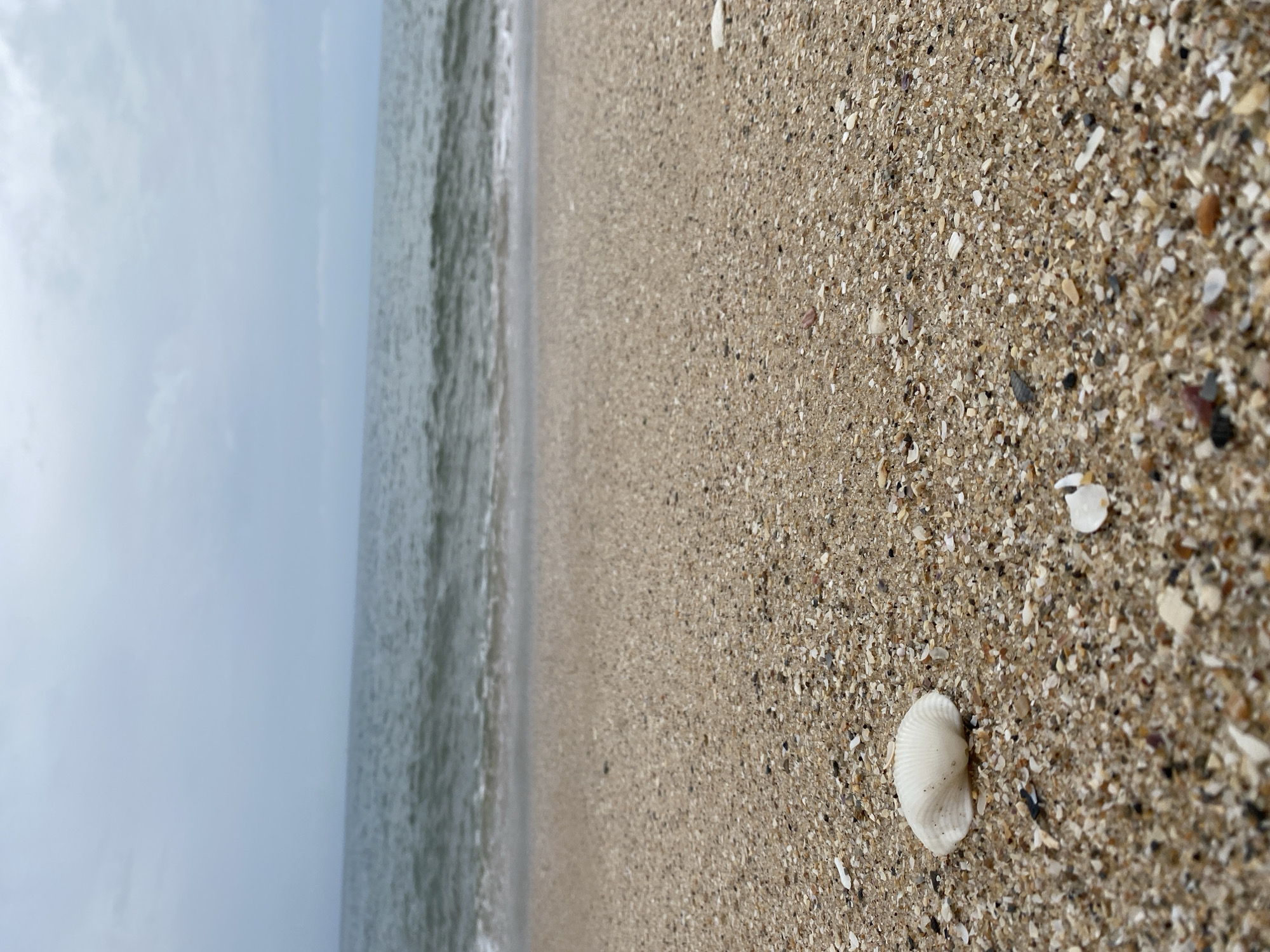 The image depicts a beach in Phu Thuy Ward, Vietnam. The foreground is dominated by sand, speckled with shell fragments. A white seashell is prominently positioned on the right side of the frame. The ocean stretches to the left, with gentle waves meeting the shoreline. The sky is overcast.