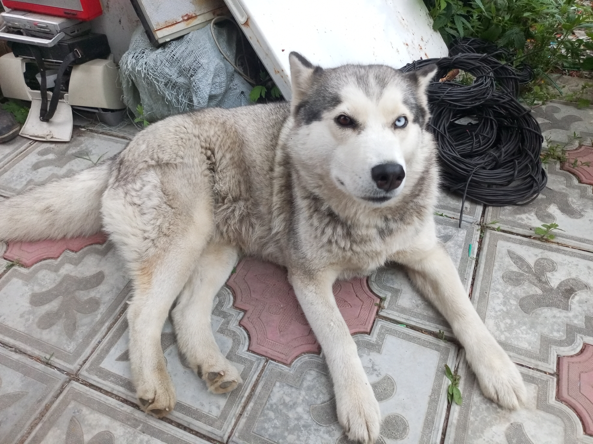 A medium shot captures a husky dog lying on a tiled patio in what appears to be an urban or semi-urban setting, possibly in Pivan, Russia. The dog, with characteristic grey and white fur and heterochromatic eyes (one brown, one blue), is positioned centrally, its body extending from the left to the right of the frame. Its paws are splayed out on the patterned tiles, which include lighter grey tiles with embossed floral designs and a prominent reddish-pink tiled accent beneath the dog's torso.
Behind the dog, a chaotic collection of objects is visible. To the left, there are stacked electronics, including what looks like a red radio and a silver device, along with white plastic components and a grey tarp or fabric. Further to the right, a large, tangled coil of thick black cable dominates the background, interspersed with green foliage and what appears to be a white metal sheet or structure. The overall impression is one of an outdoor storage area or a cluttered yard. The lighting suggests it is daytime.