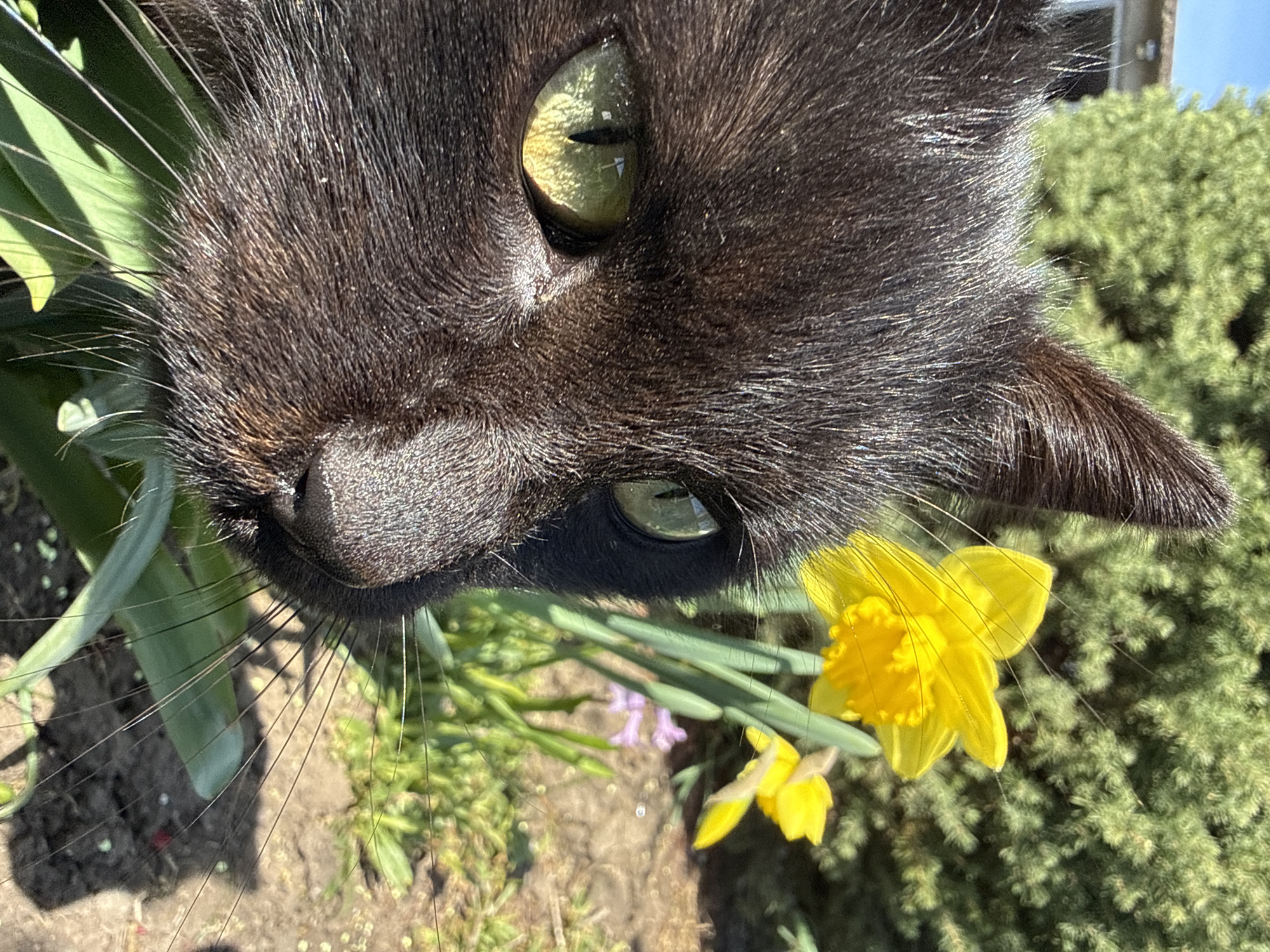 A close-up, low-angle photograph captured in Pirne, Bulgaria, features the head of a black cat in profile, facing towards the right of the frame. The cat's fur is dark, exhibiting some brown and gray undertones, particularly on the muzzle and ears, and individual light-colored hairs are visible. Its left eye, prominently in focus, displays a yellow-green iris with a vertically oriented pupil, reflecting a bright, possibly sky, and green foliage. The cat's dark, moist nose and numerous long, dark and white whiskers extend from its muzzle.
In the mid-ground to the right, several bright yellow daffodils with distinct trumpets are in full bloom, accompanied by their characteristic green, blade-like leaves. Further back and to the right, a cluster of small purple flowers is visible near the base of the daffodils, growing from brown soil interspersed with patches of green vegetation. The background consists of a dense, green evergreen tree or shrub. In the far upper-left background, a light-colored building with a roofline and a rectangular opening, possibly a window, is partially visible. The scene is brightly lit by direct sunlight, casting defined shadows on the ground and highlighting the textures of the cat's fur and the flower petals. The environment indicates an outdoor setting during a sunny day in spring.