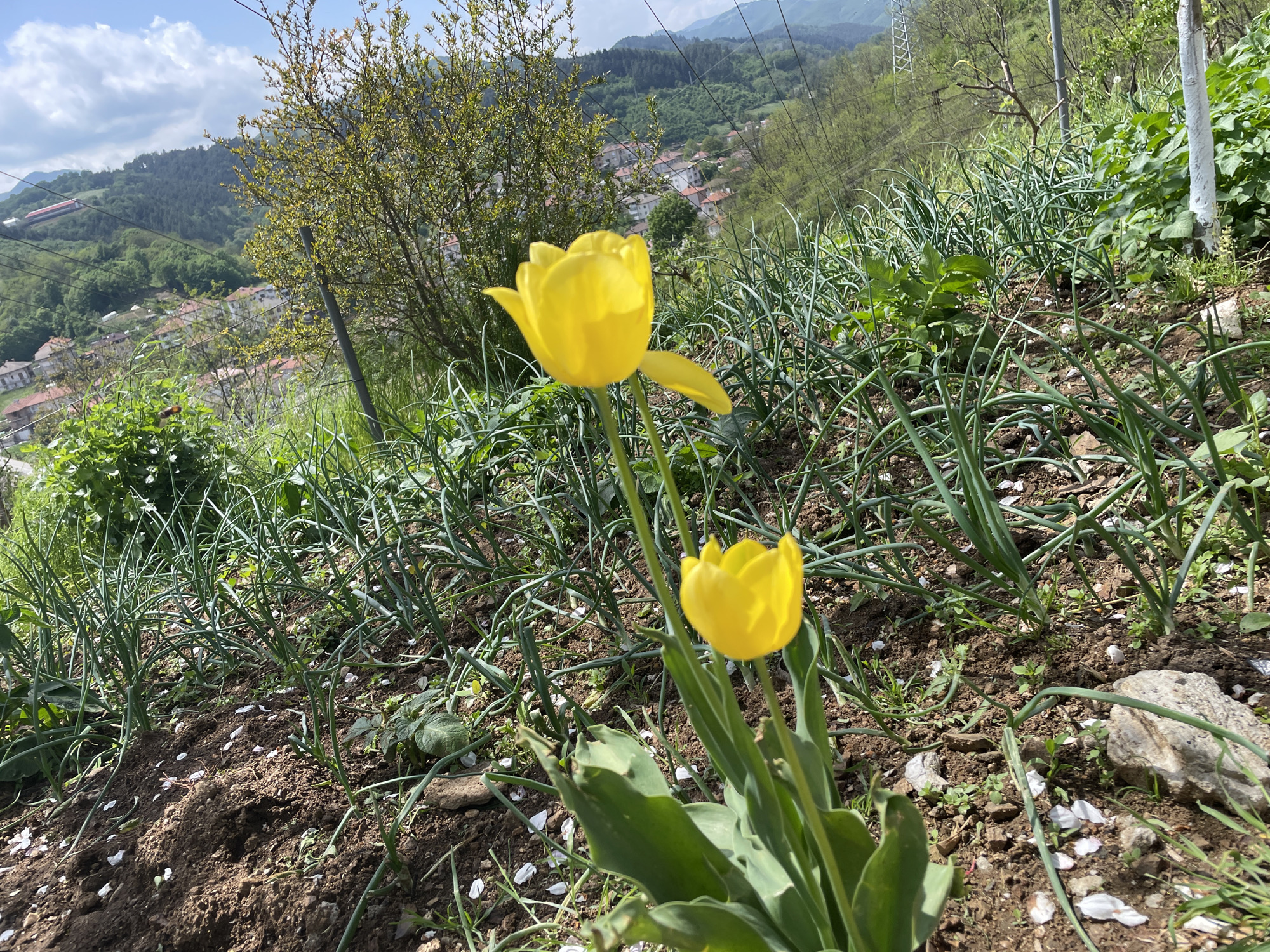 The image shows two yellow tulips in a garden setting on a hillside overlooking a portion of Zlatograd, Bulgaria. The tulips are in the foreground, with the upper tulip fully bloomed and the lower one partially closed. Numerous stalks of onion plants surround the tulips. White flower petals are scattered on the dark brown soil, and a rock is visible on the right. In the background, a lush green hillside slopes down to a cluster of buildings, possibly residences, in the valley below. Mountains are visible in the distance under a partly cloudy sky. Power lines and utility poles are also present on the hillside.