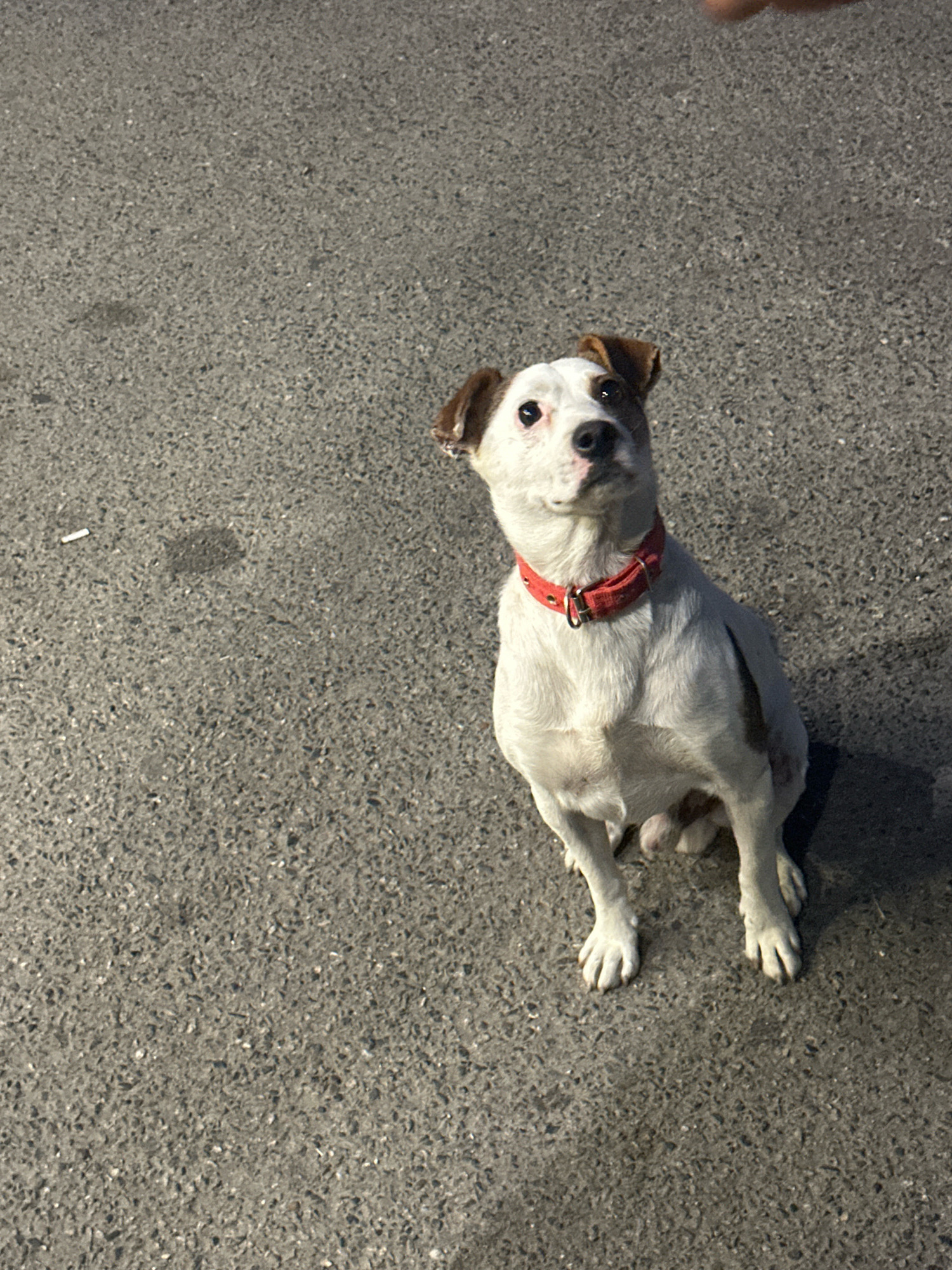 A tan and white Jack Russell Terrier sits on an asphalt surface, looking upwards. The dog wears a red collar. The ground shows some texture and small debris, including a cigarette butt to the left of the dog. The lighting suggests an outdoor setting, possibly at dusk or dawn, with shadows cast on the ground. No specific landmarks within Nevinnomyssk, Russia, are identifiable.