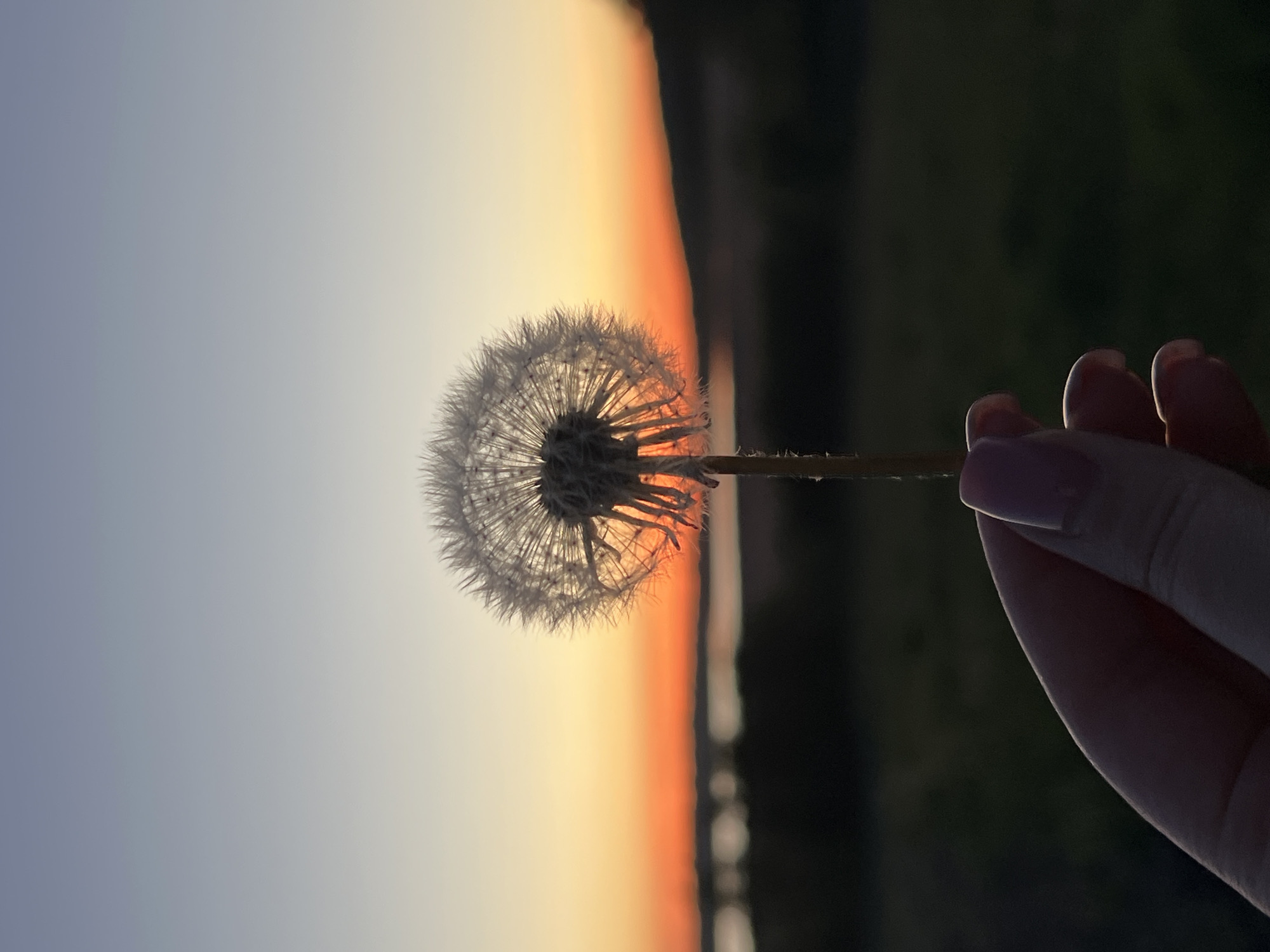 A hand holds a dandelion head at dusk. The background features a sunset gradient transitioning from a light blue sky to orange near the horizon. The landscape appears to be a rural setting, possibly near Vertelka, Ukraine, with a hint of dark green foliage on the right side of the image.